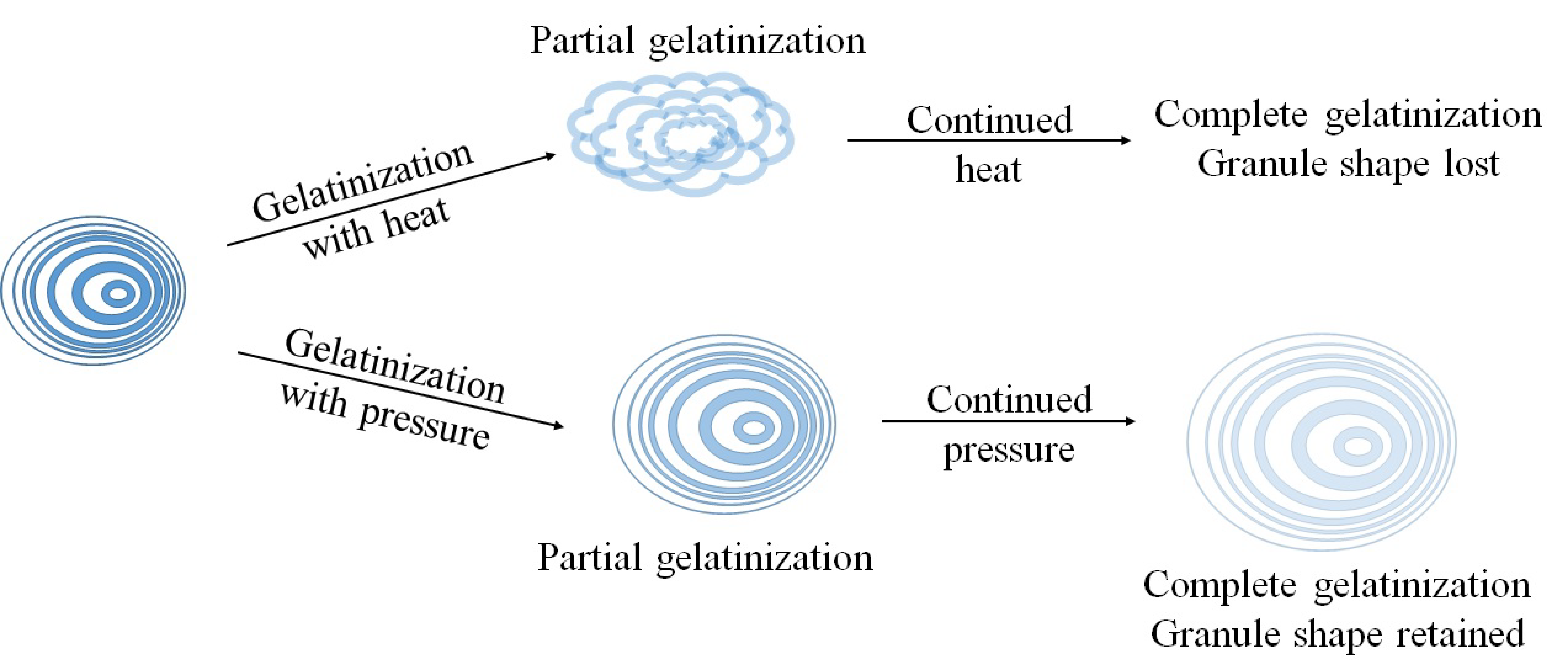 Starch gelatinization discount