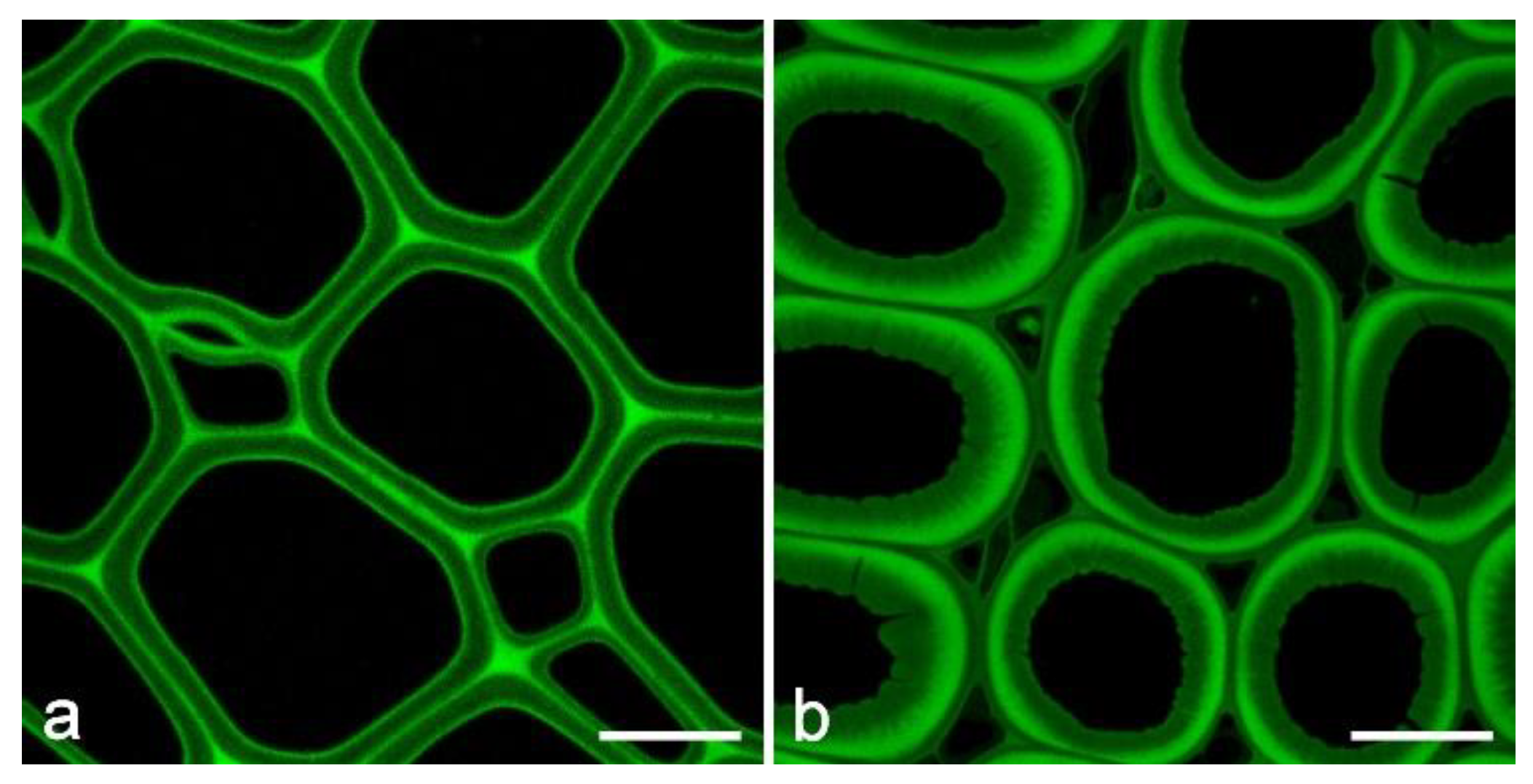 Molecules 25 02393 g005