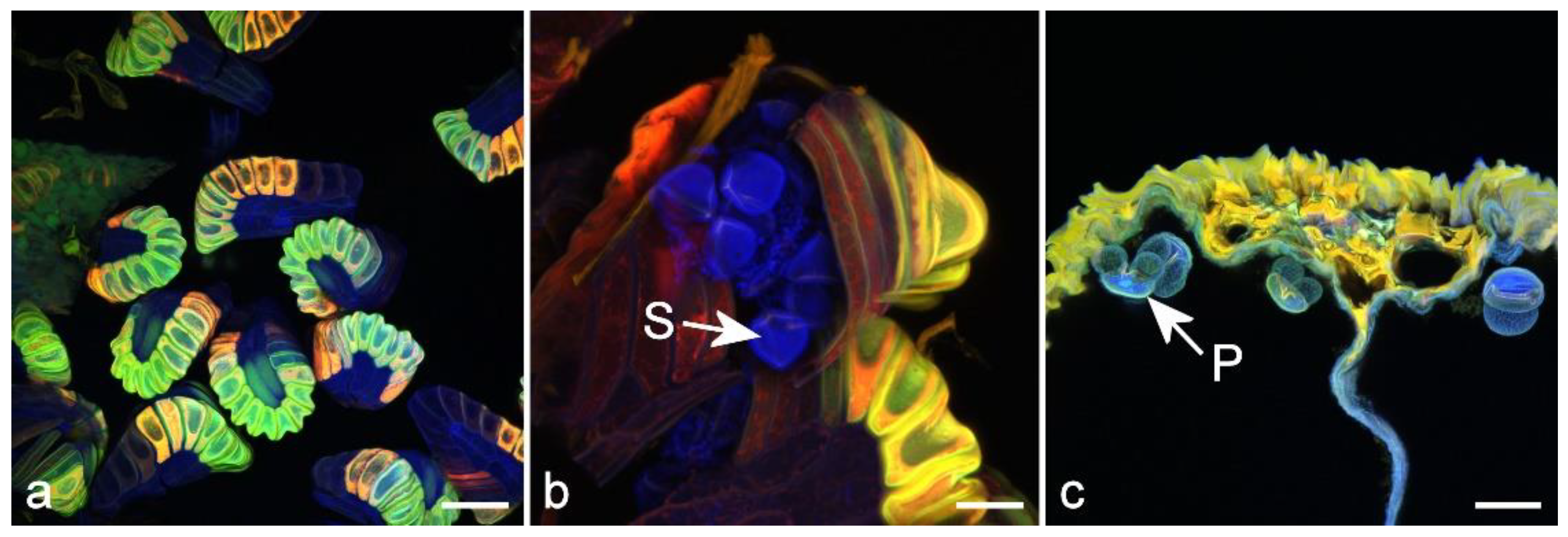 Molecules 25 02393 g007