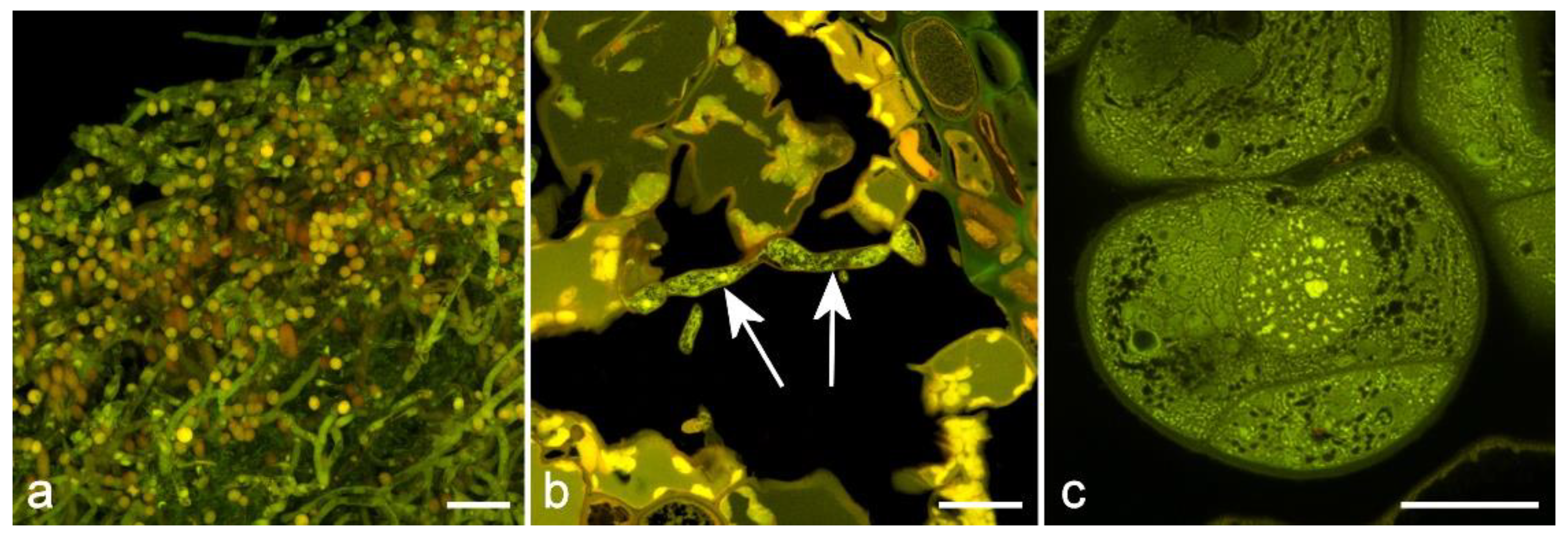 Molecules 25 02393 g009