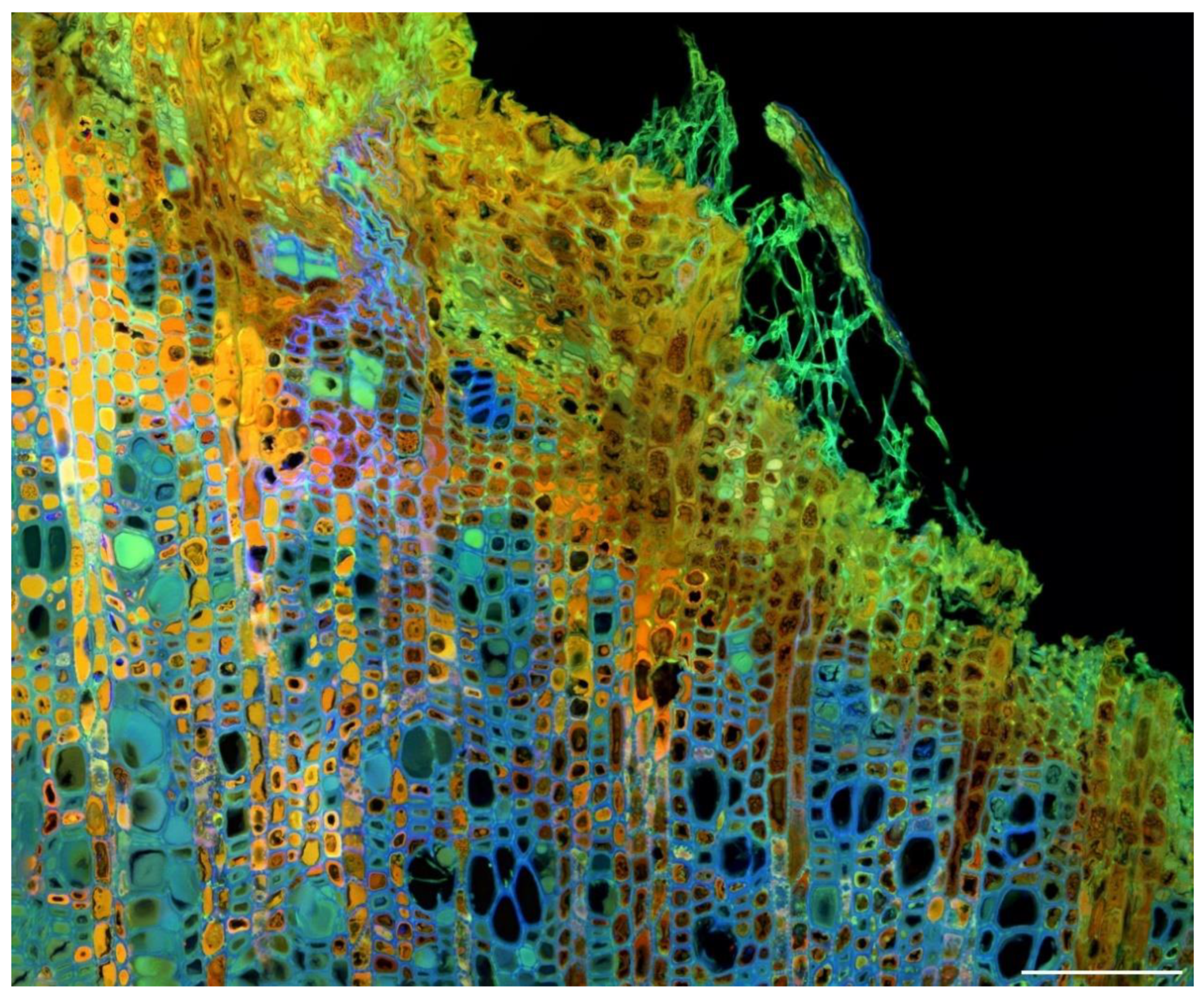 Molecules 25 02393 g011