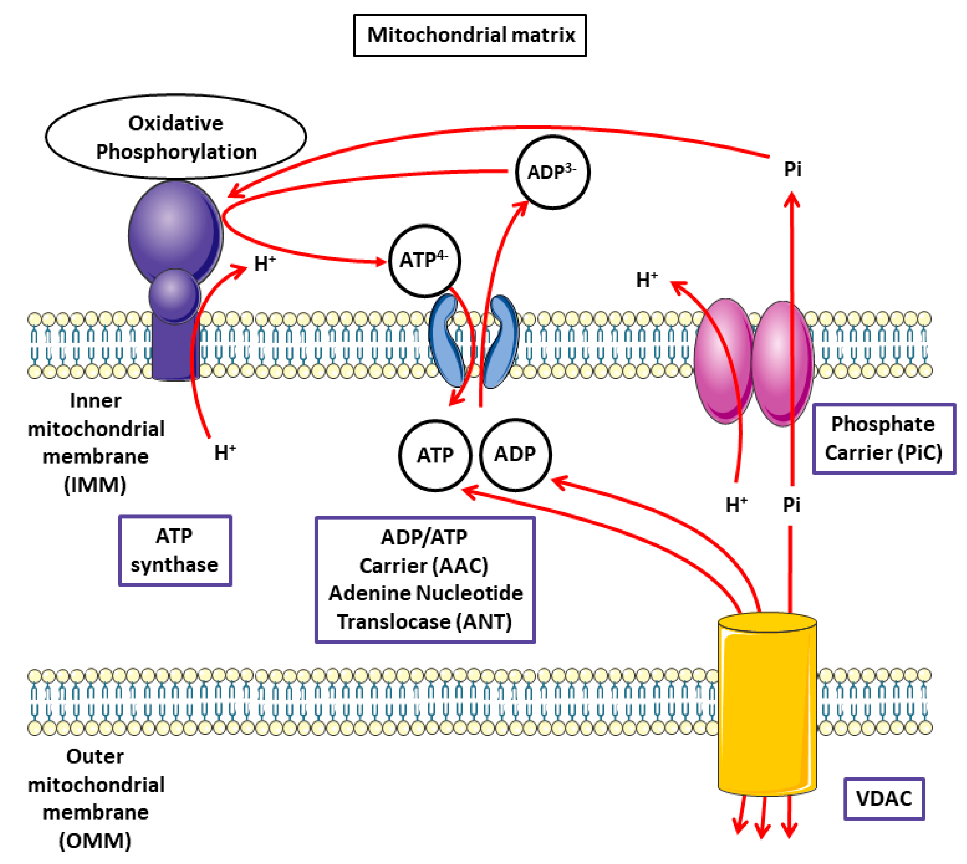 Molecules 25 02417 g002 Molecules 25 02417 g002