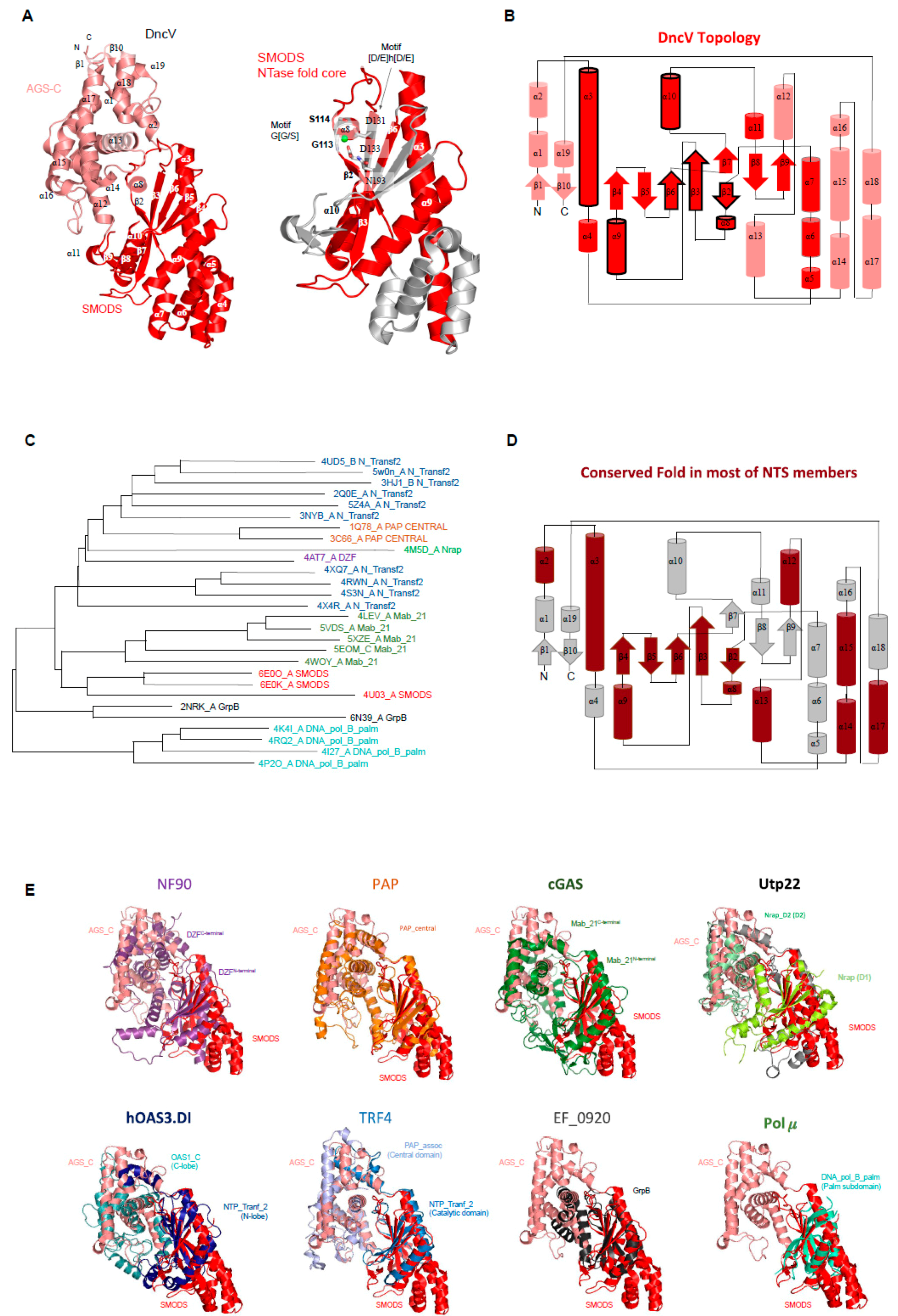 Molecules | Free Full-Text | The World Of Cyclic Dinucleotides In Bacterial Behavior | HTML Molecules | Free Full-Text | The World Of Cyclic Dinucleotides In Bacterial Behavior | HTML