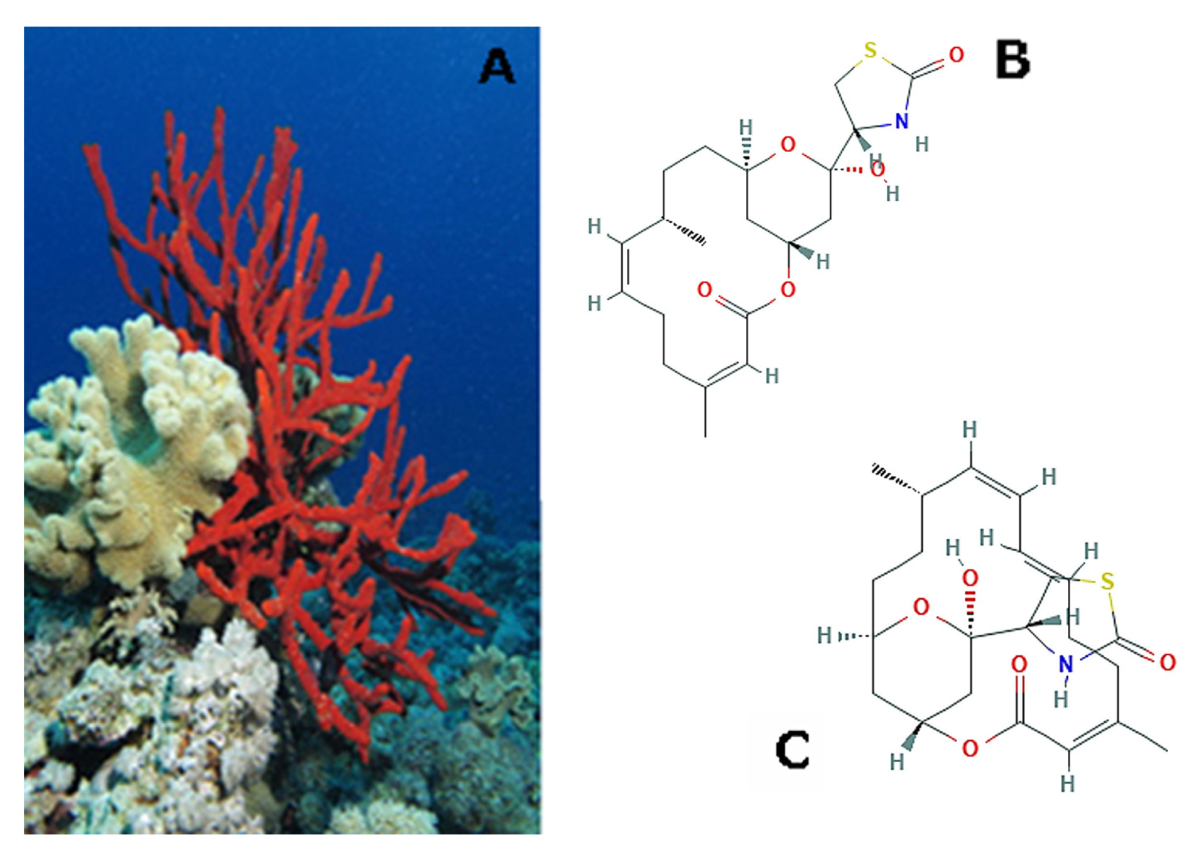 Molecules 25 02471 g004 Molecules 25 02471 g004