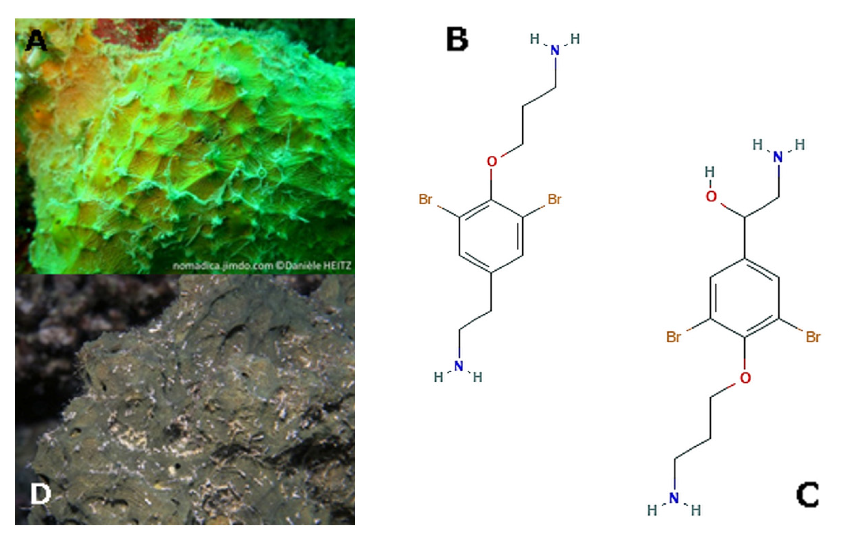 Molecules 25 02471 g005 Molecules 25 02471 g005