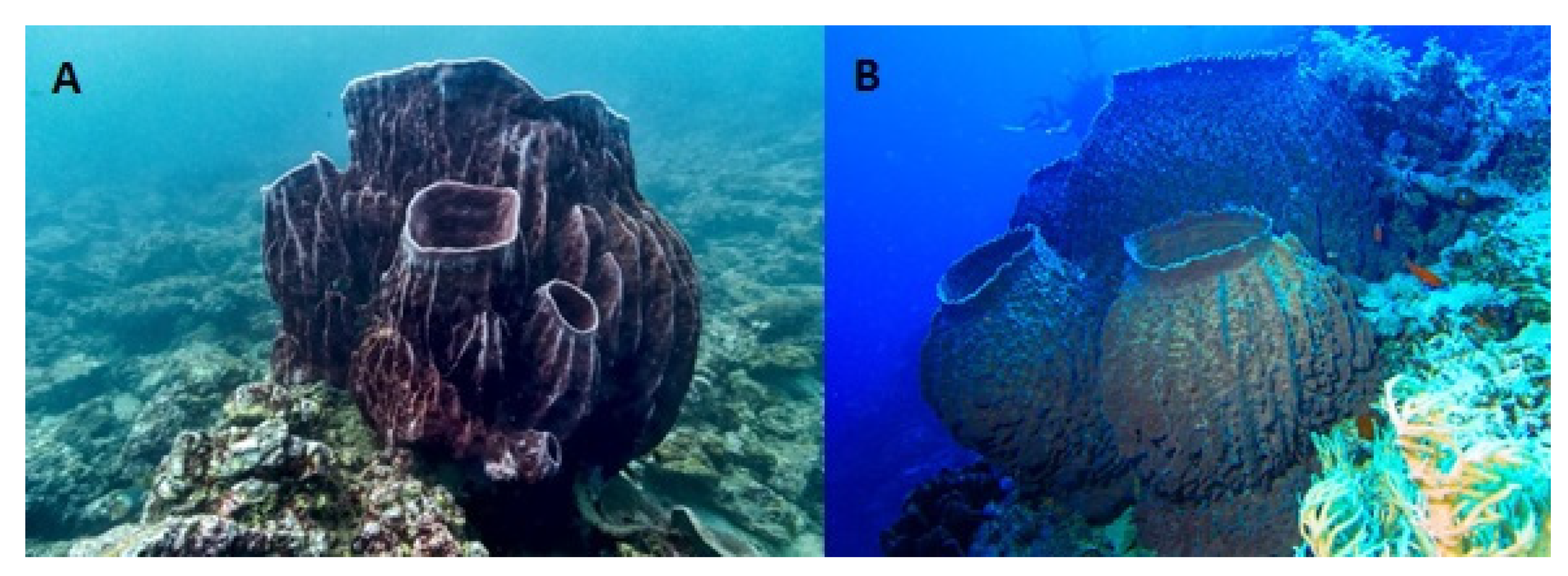 Molecules 25 02471 g007 Molecules 25 02471 g007