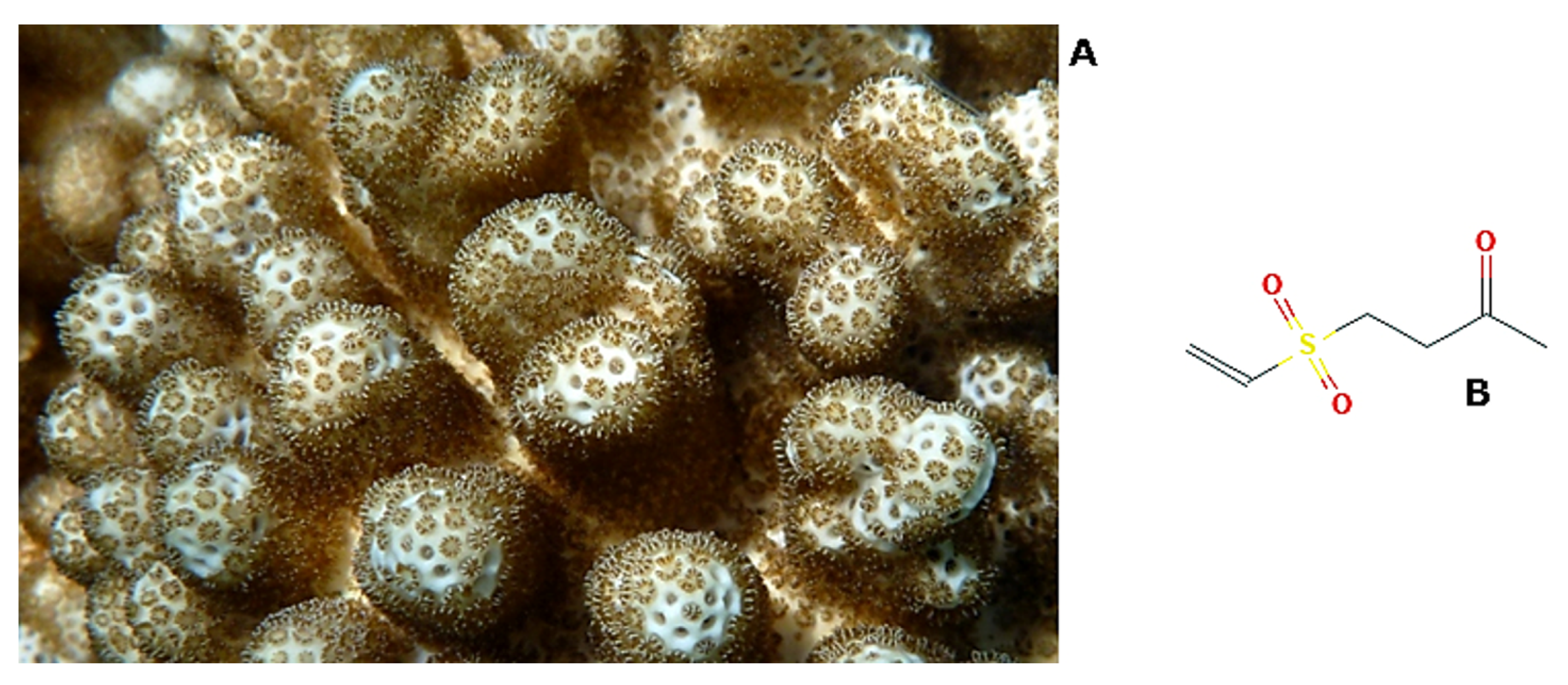 Molecules 25 02471 g008 Molecules 25 02471 g008