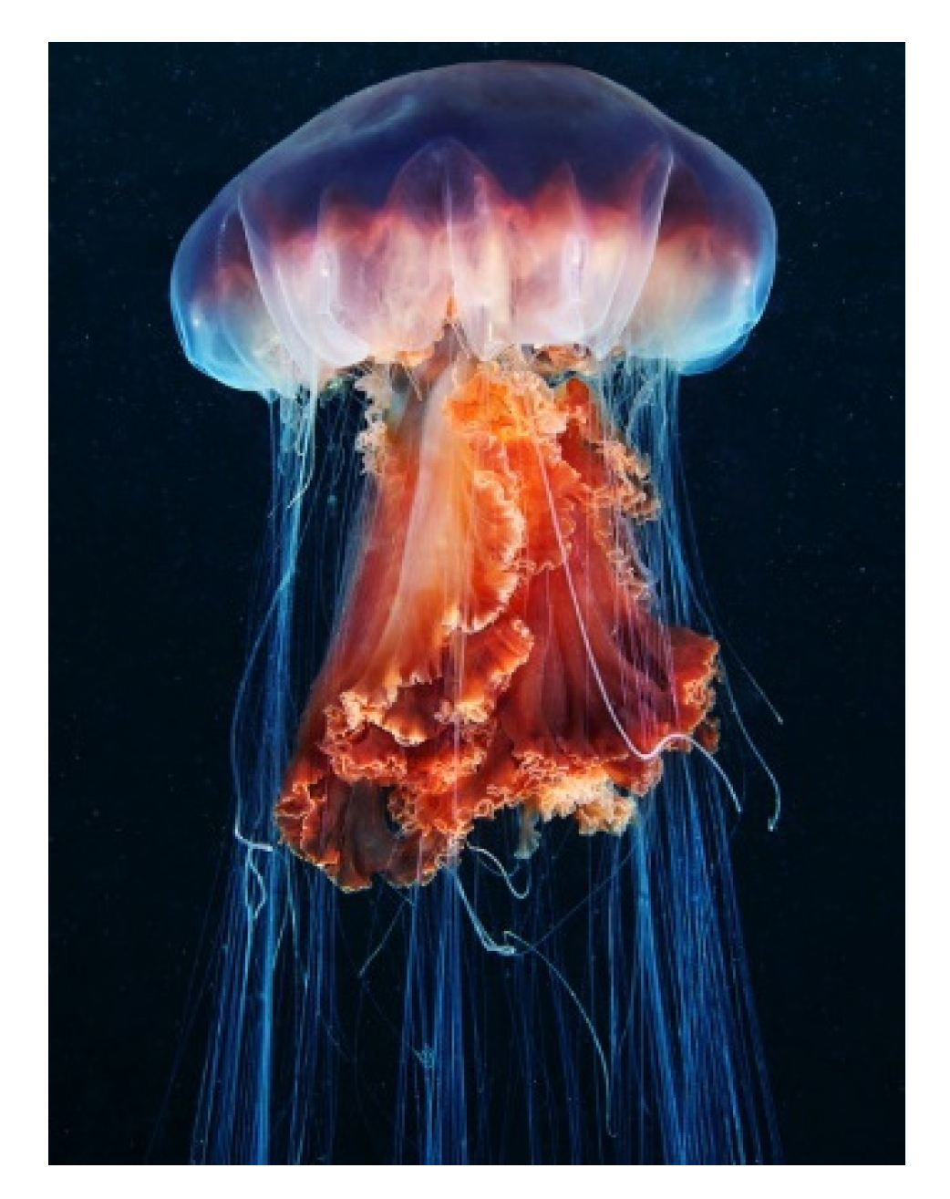 Медузы ледовитого океана. Медуза волосистая цианея. Полярная медуза цианея. Арктическая медуза цианея. Медуза цианея гигантская.