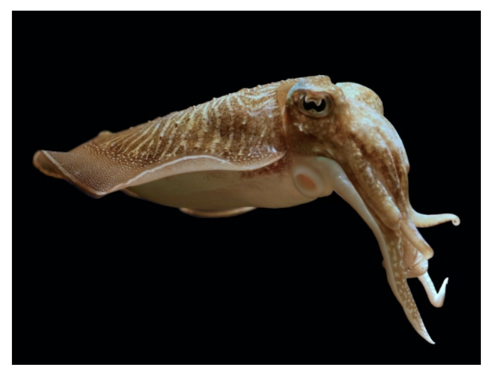 Molecules 25 02471 g017 Molecules 25 02471 g017