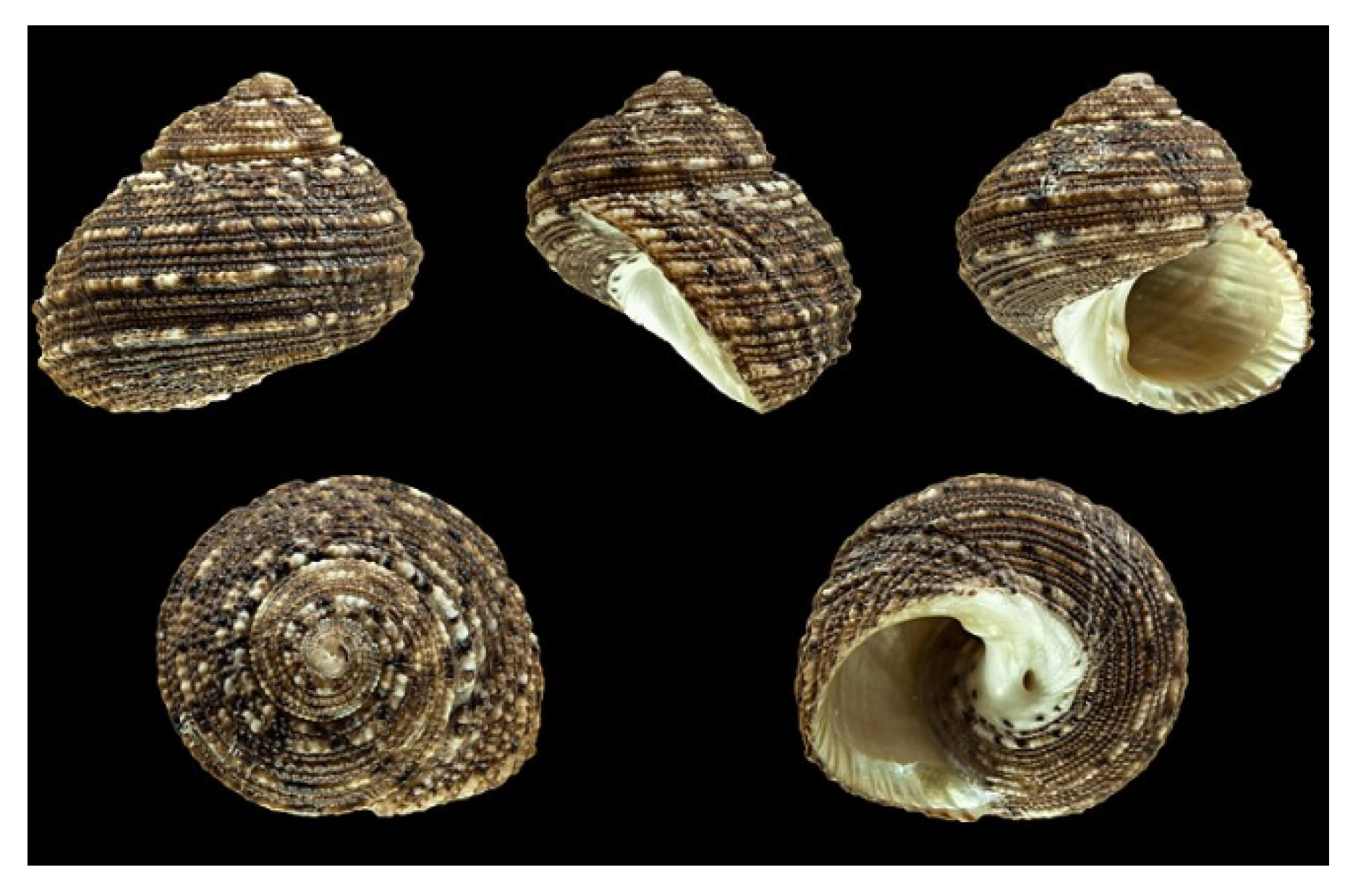 Molecules 25 02471 g020 Molecules 25 02471 g020