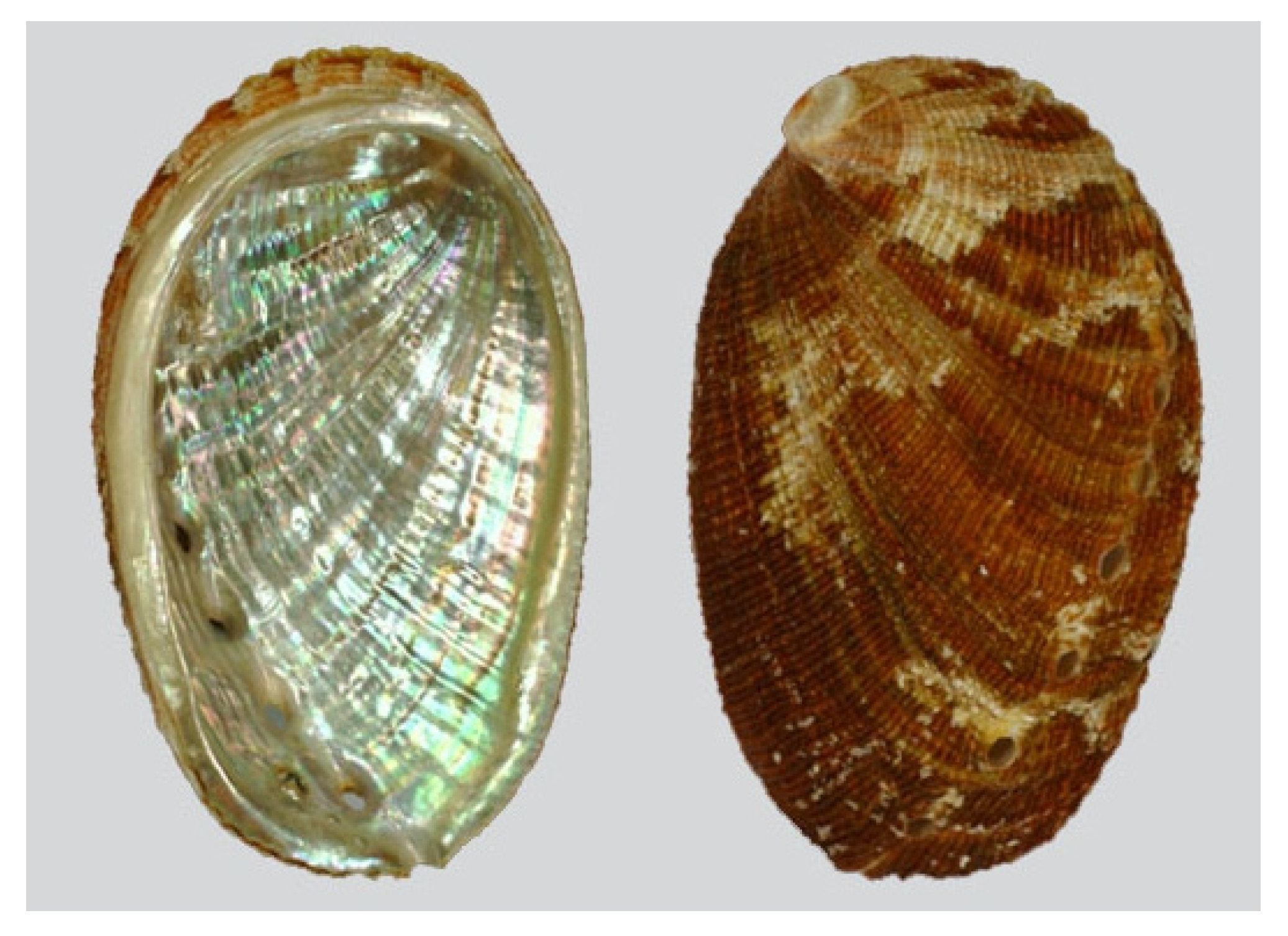 Molecules 25 02471 g021 Molecules 25 02471 g021