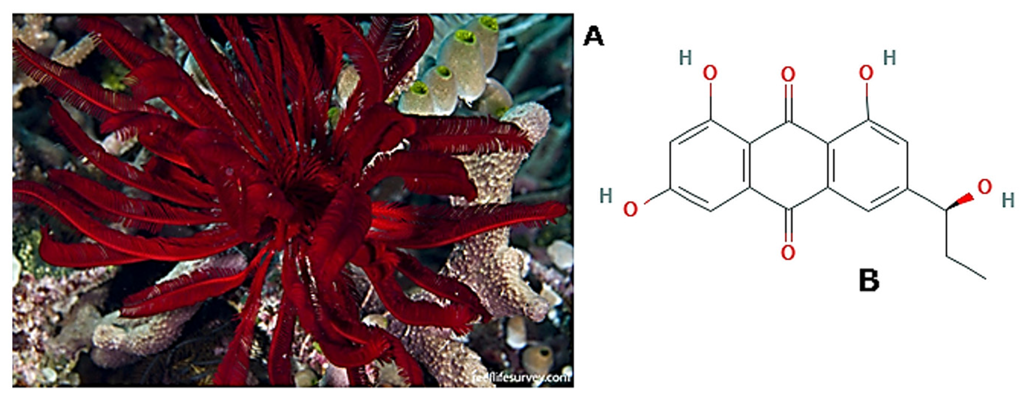 Molecules 25 02471 g024 Molecules 25 02471 g024