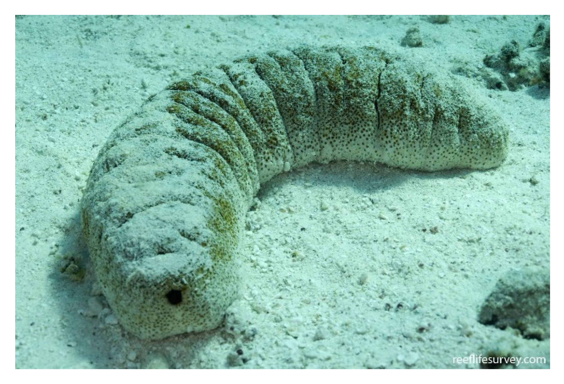 Molecules 25 02471 g028 Molecules 25 02471 g028