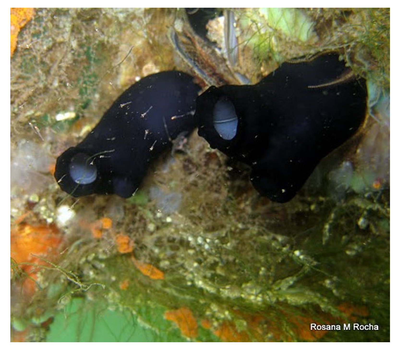 Molecules 25 02471 g030 Molecules 25 02471 g030