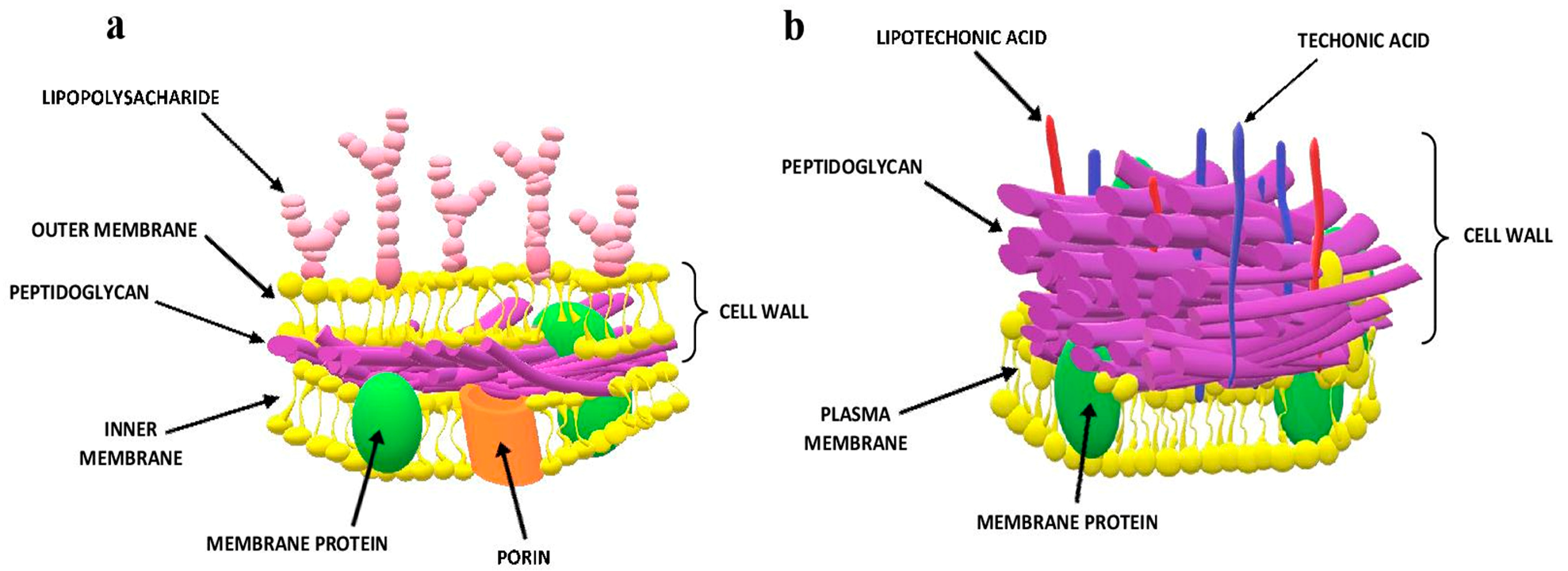gram negative bacteria membrane gram negative bacteria membrane