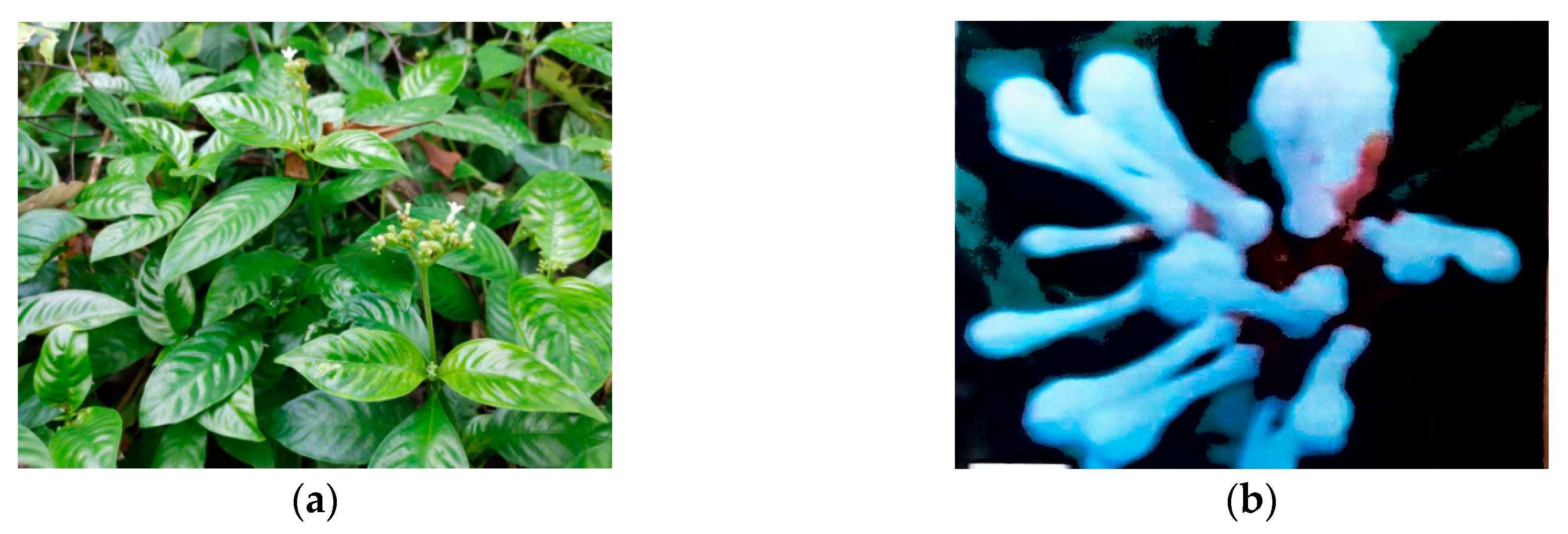 Molecules 25 02611 g002a