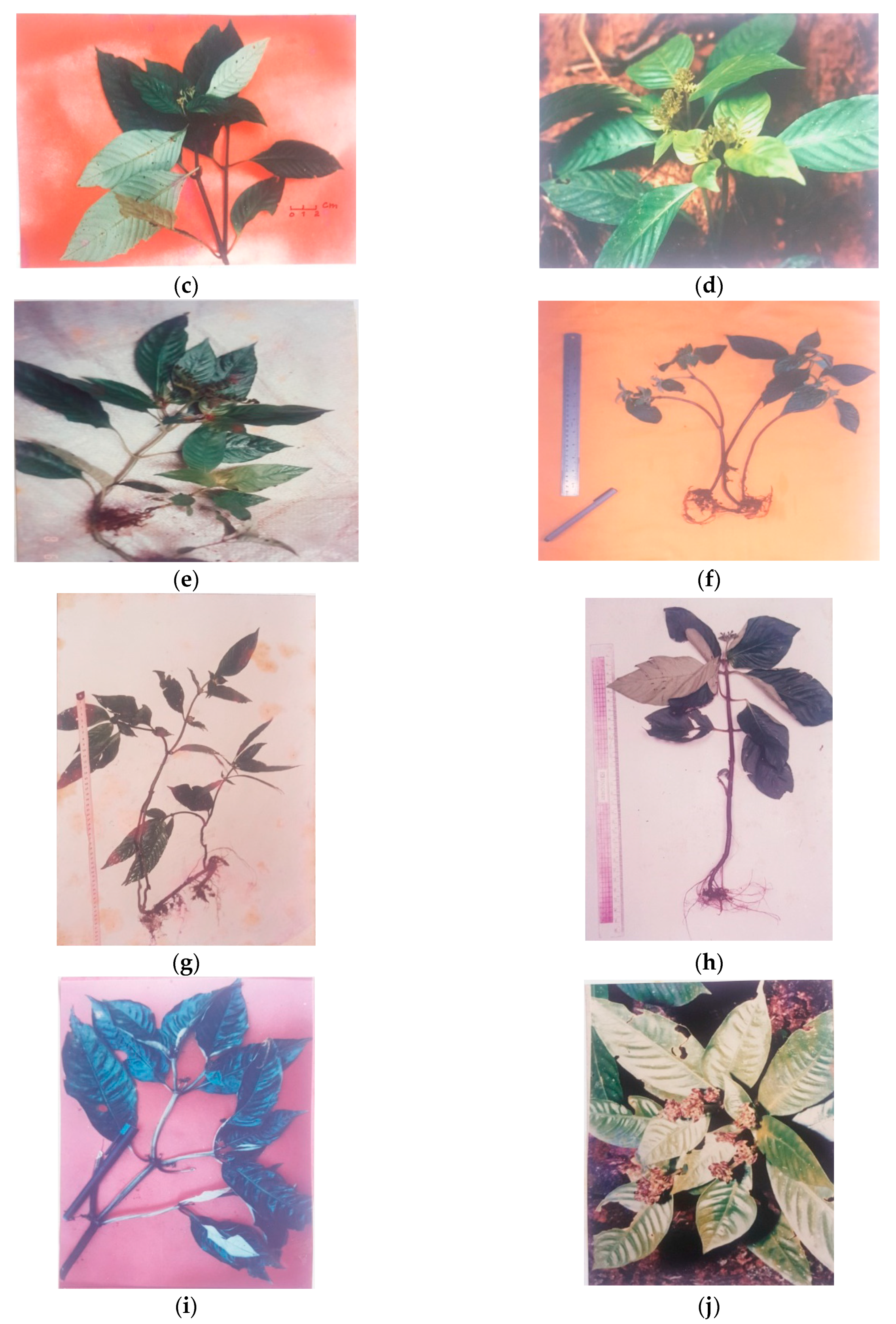 Molecules 25 02611 g002b