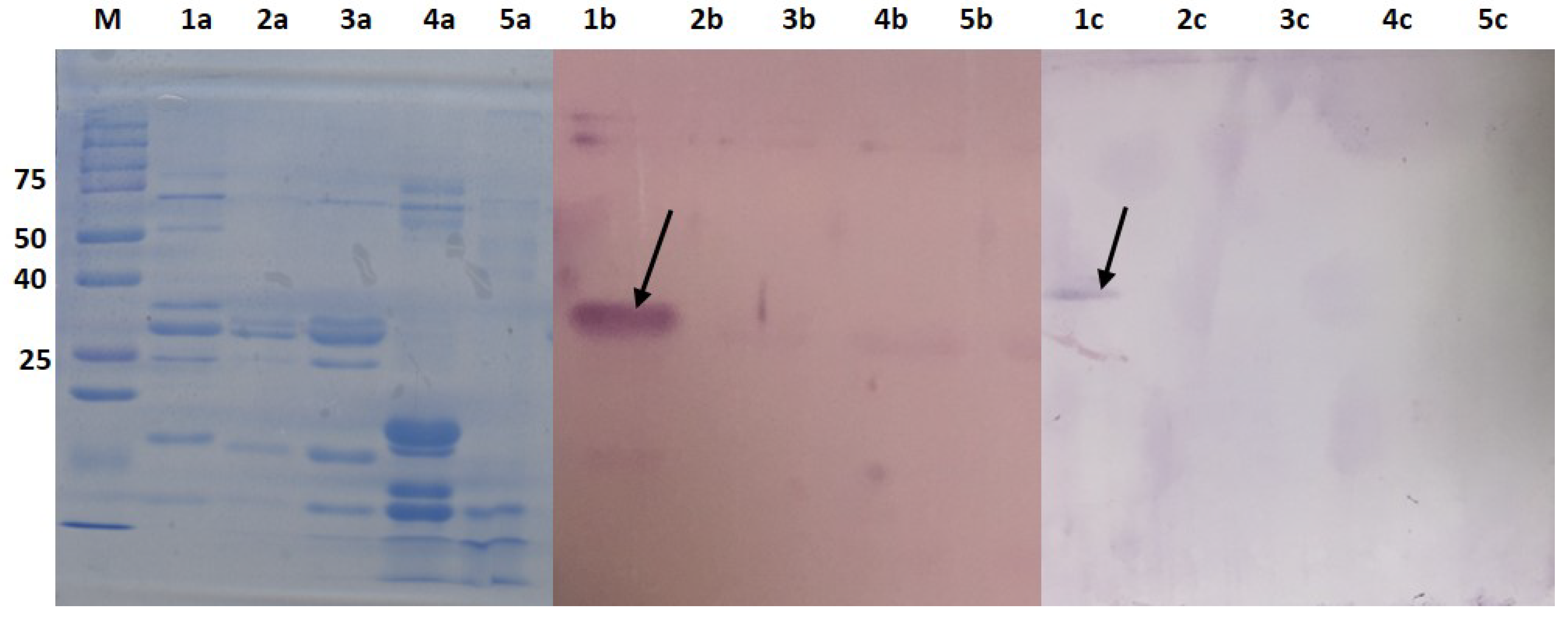 Molecules 25 02622 g006 Molecules 25 02622 g006