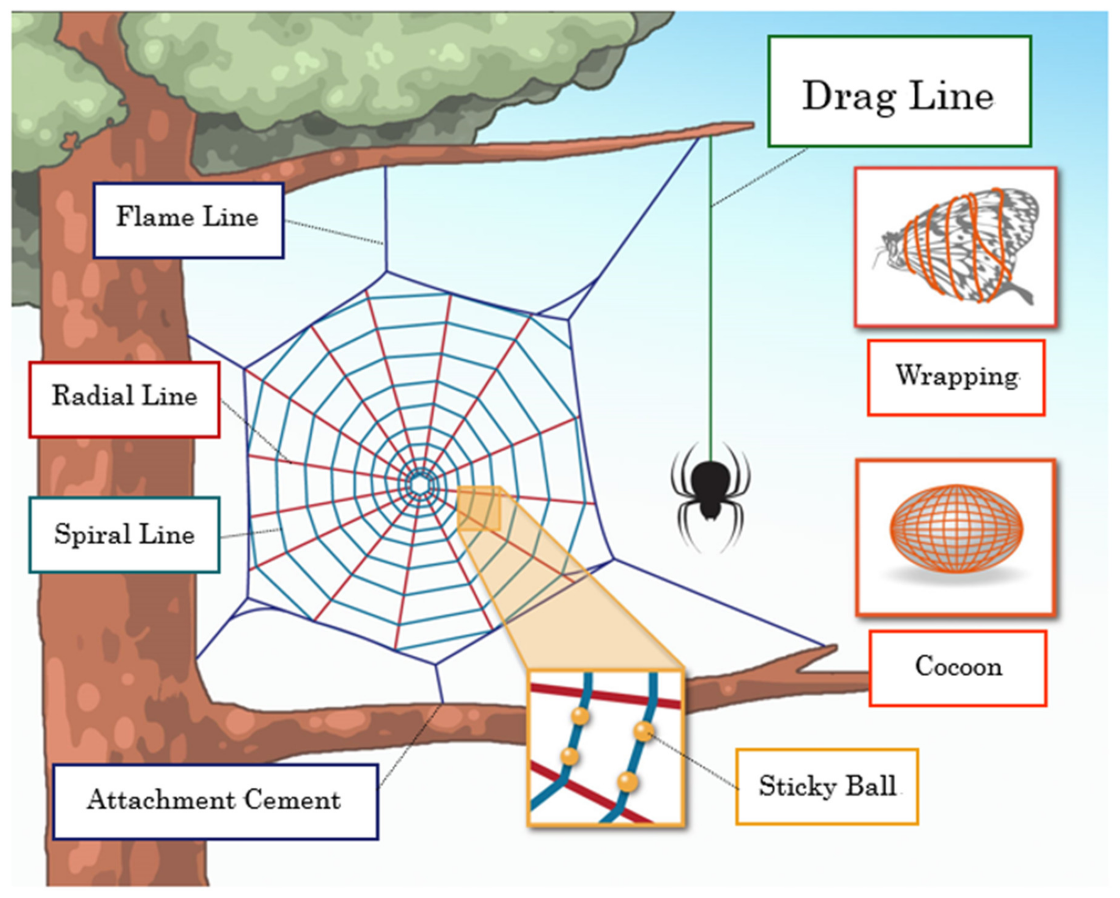 Spiders Can Teach Us About Mobility — Nature Comes Standard LLC