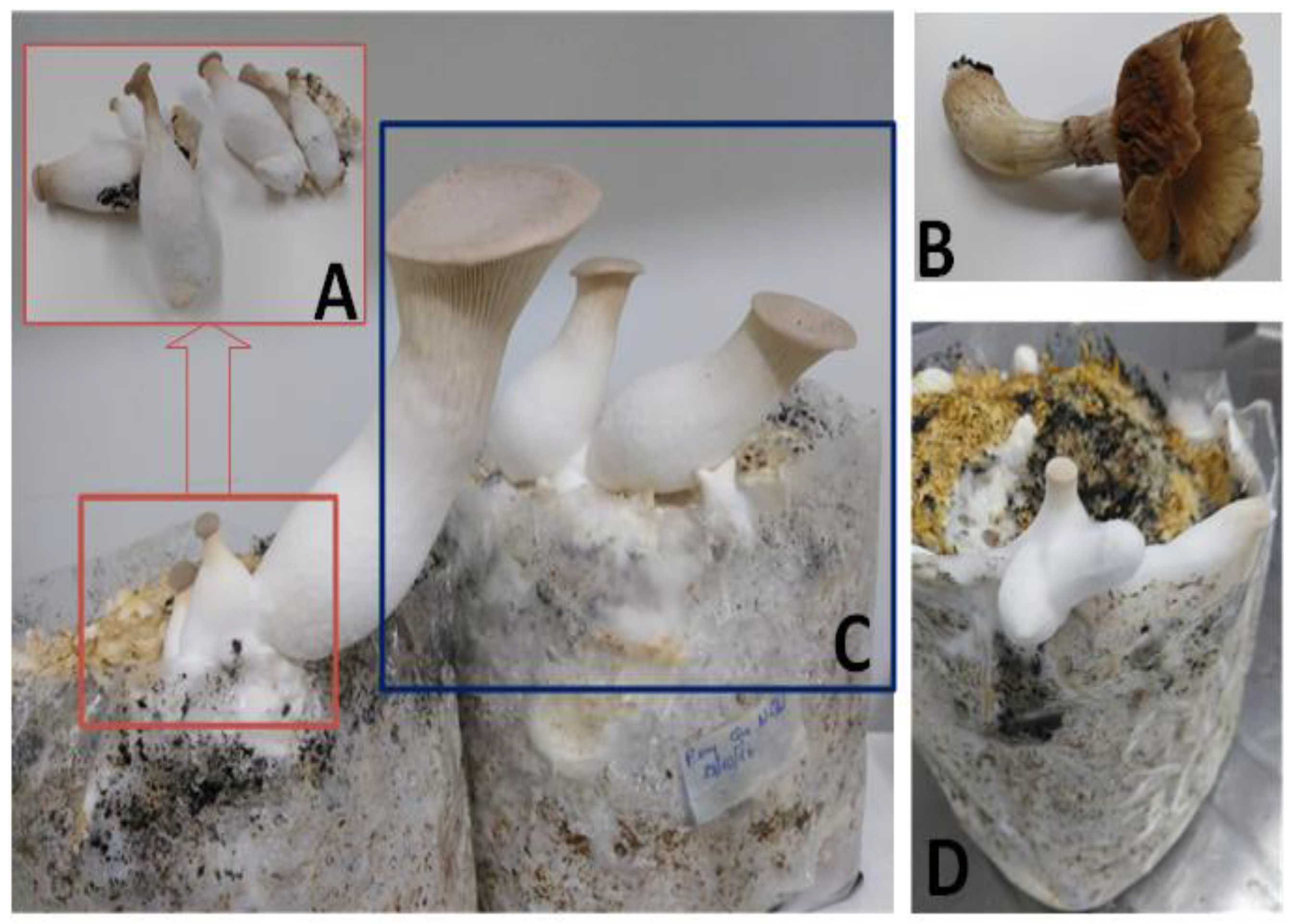 Preparation of Mycelium Pulp from Mushroom Fruiting Bodies