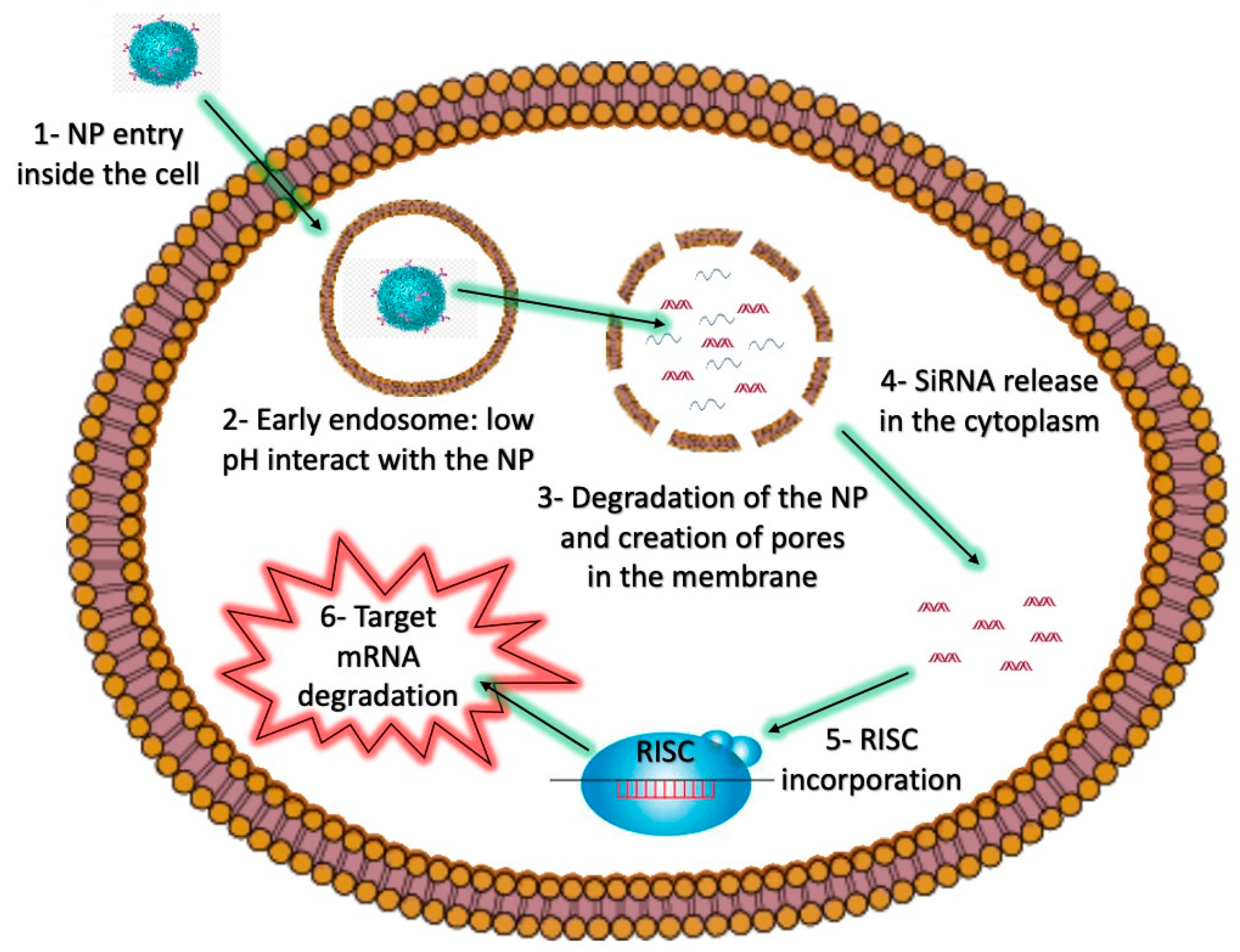Molecules 25 02692 g002