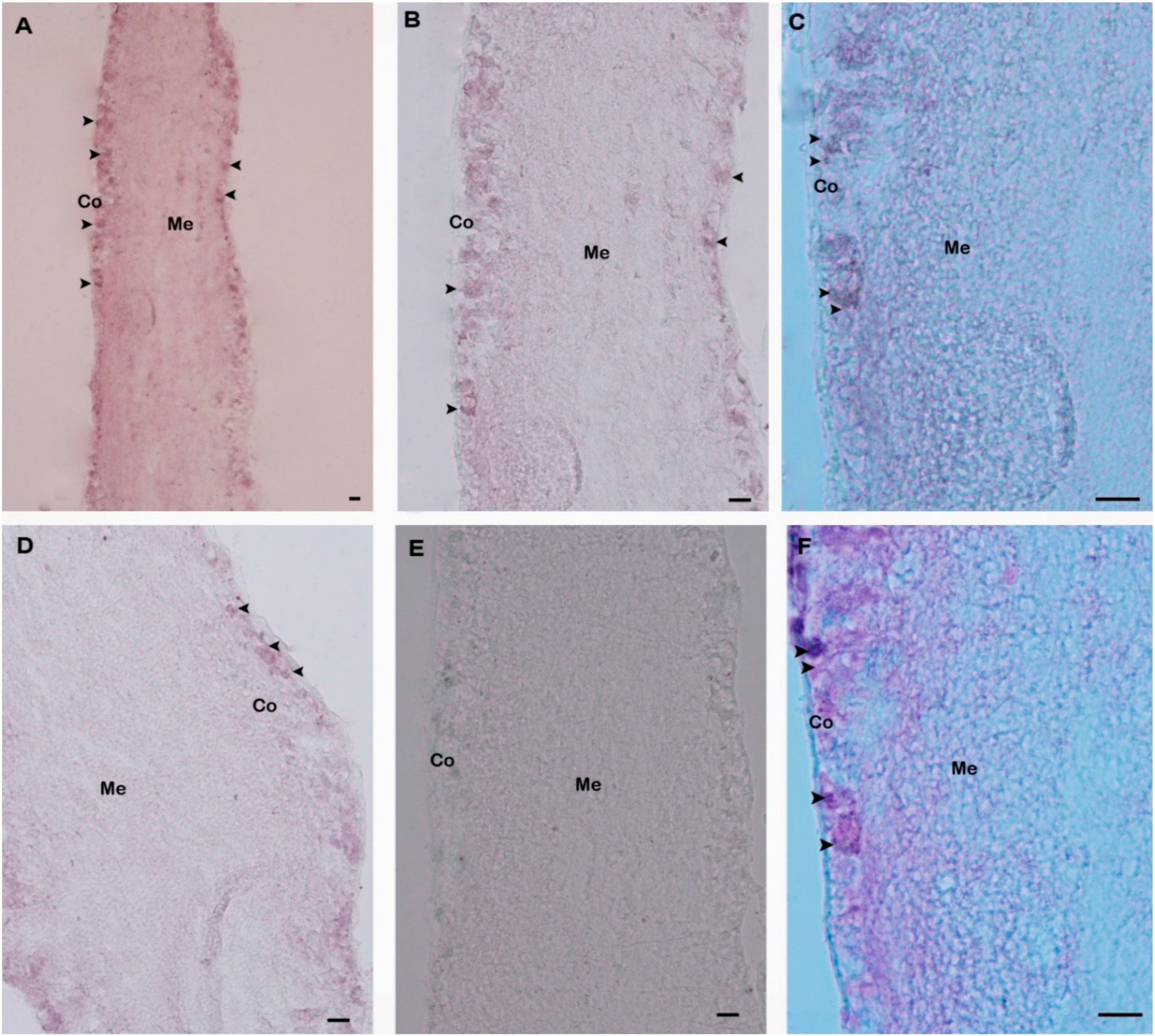 Molecules 25 02733 g007 Molecules 25 02733 g007