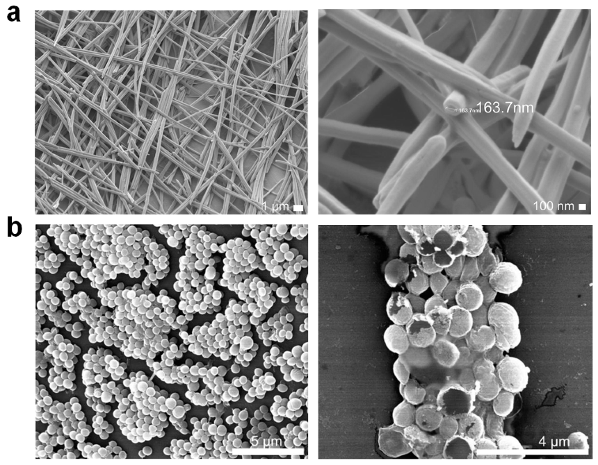 Molecules 25 02751 g008