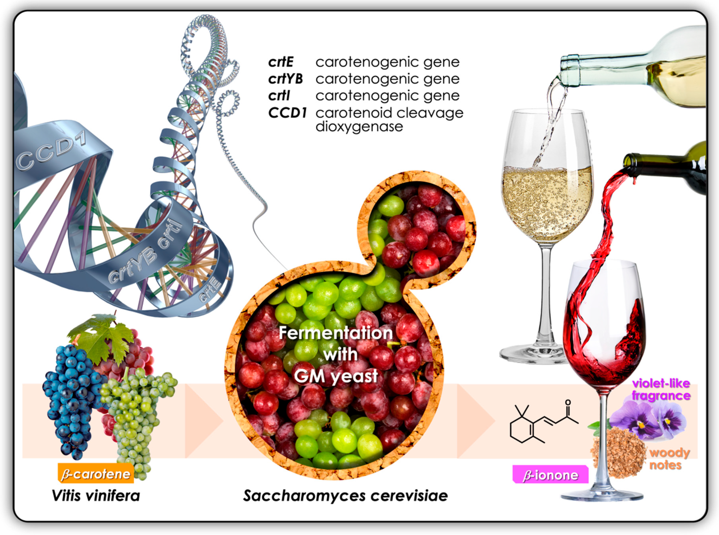Molecules 25 02779 g005