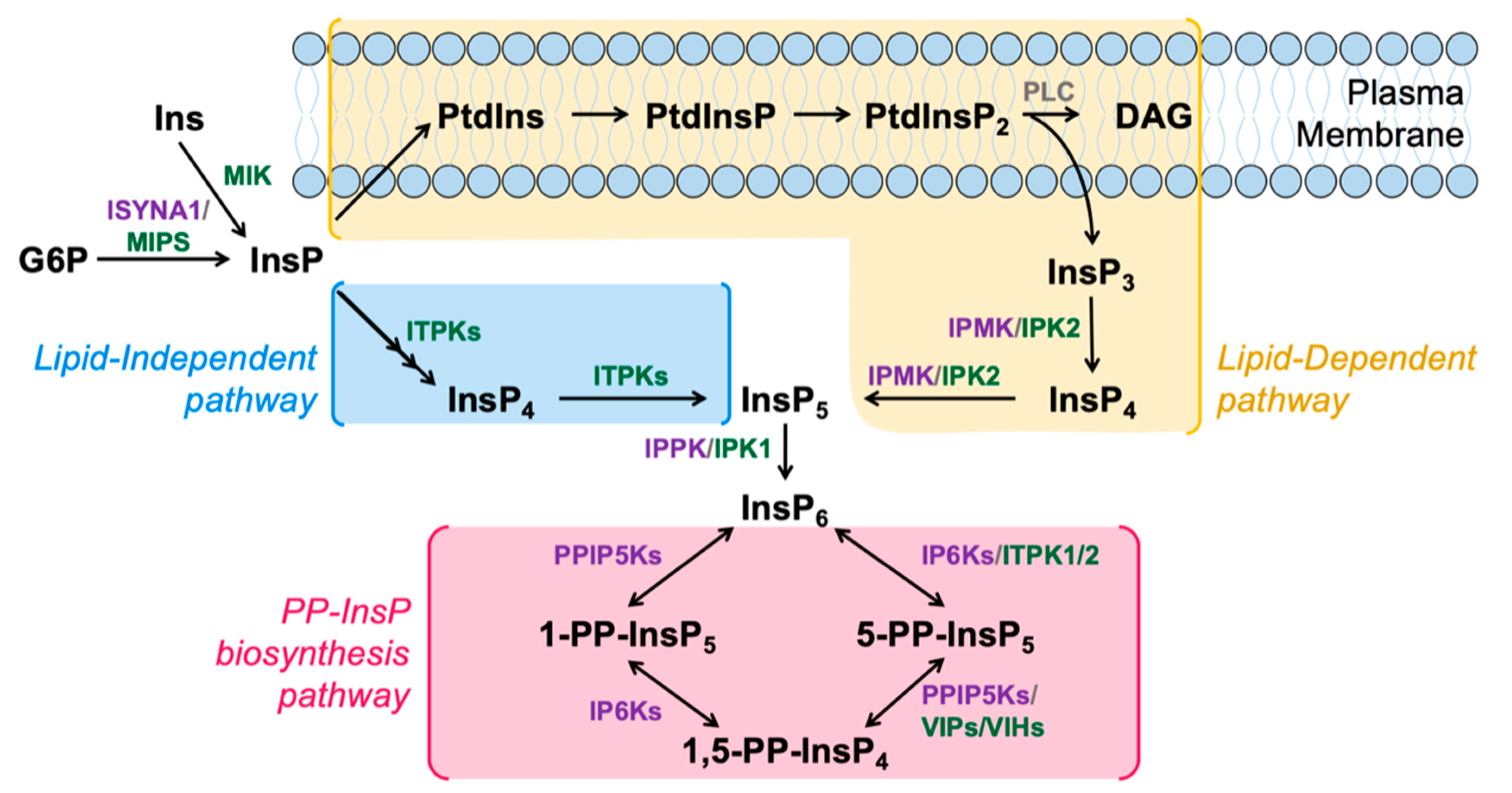 Molecules 25 02789 g001 Molecules 25 02789 g001