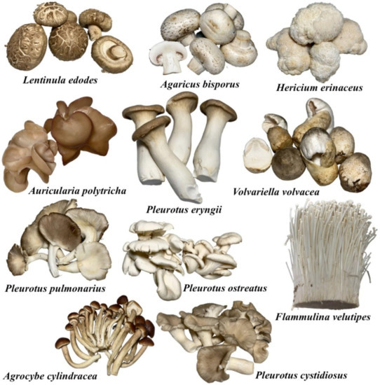 Molecules | Free Full-Text | Cultivation of Mushrooms and Their ...