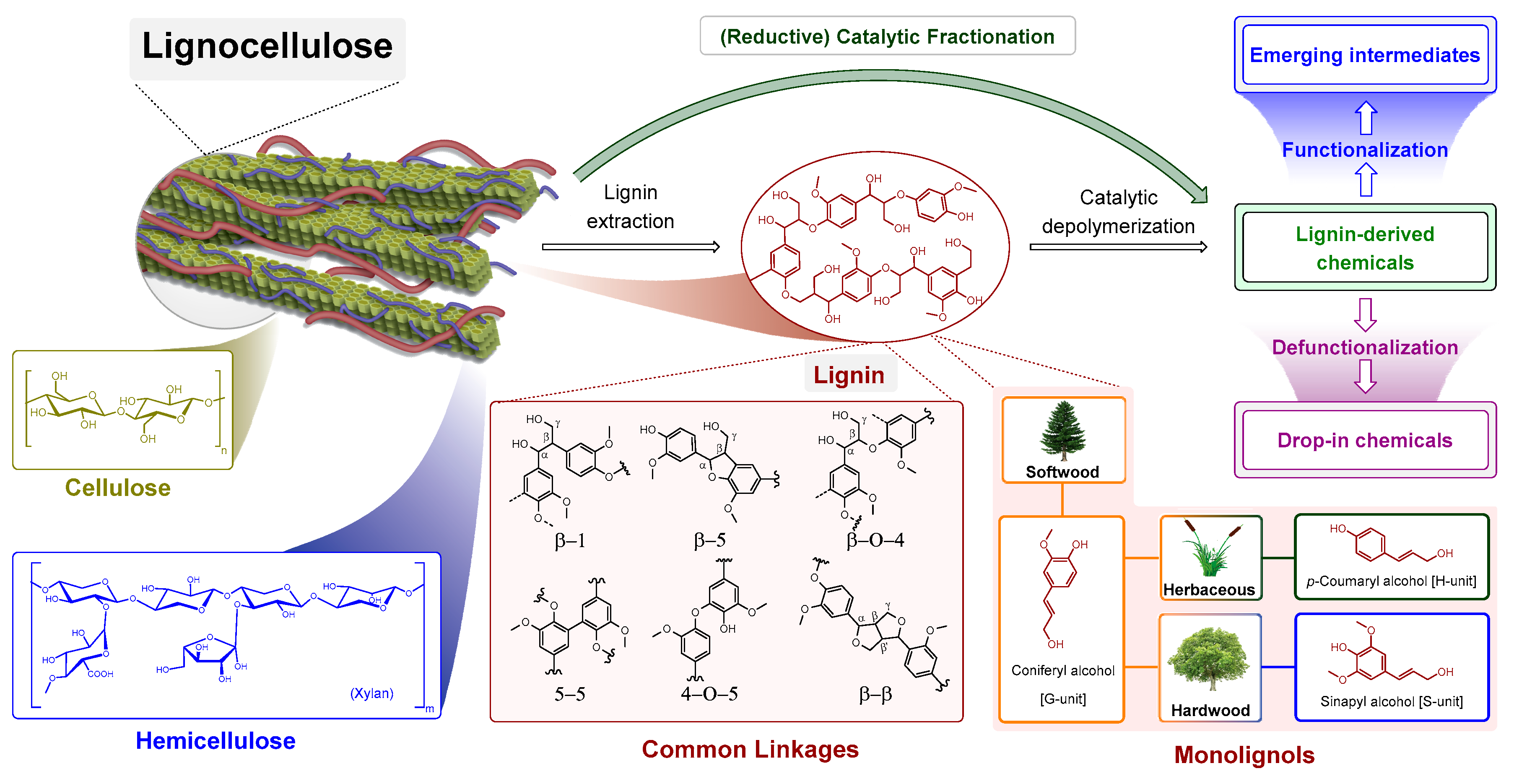 Kinetic and mechanistic insights into hydrogenolysis of lignin to