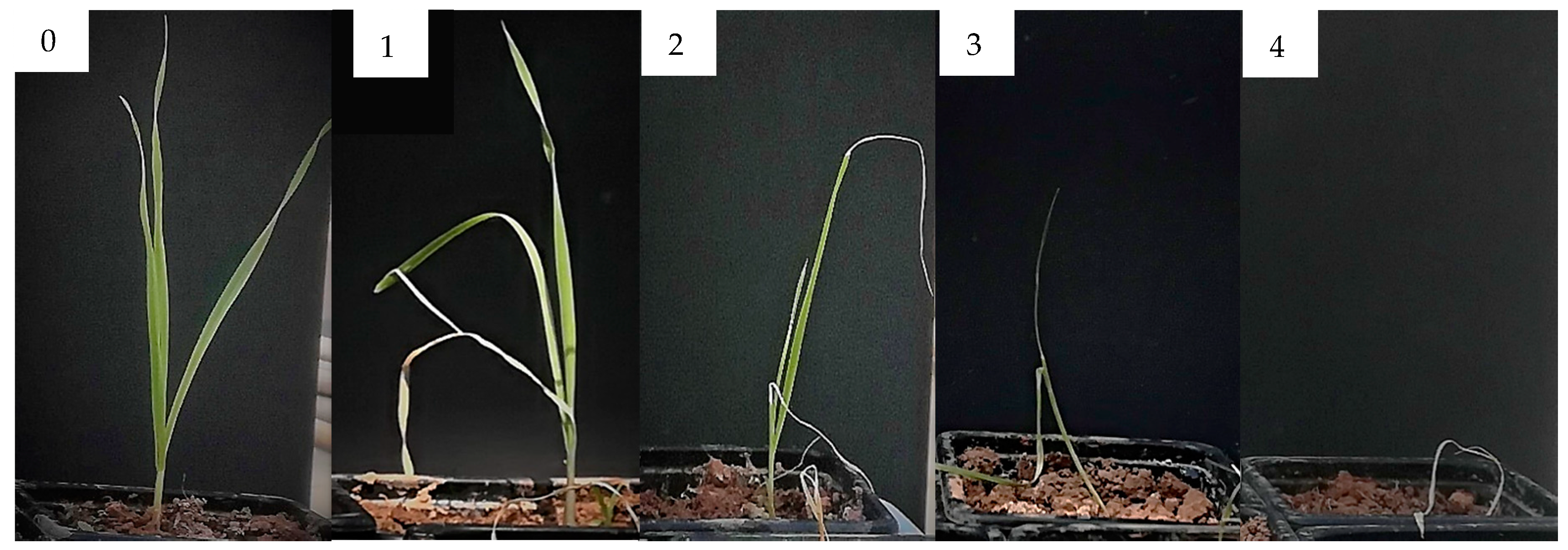 Molecules 25 02832 g013