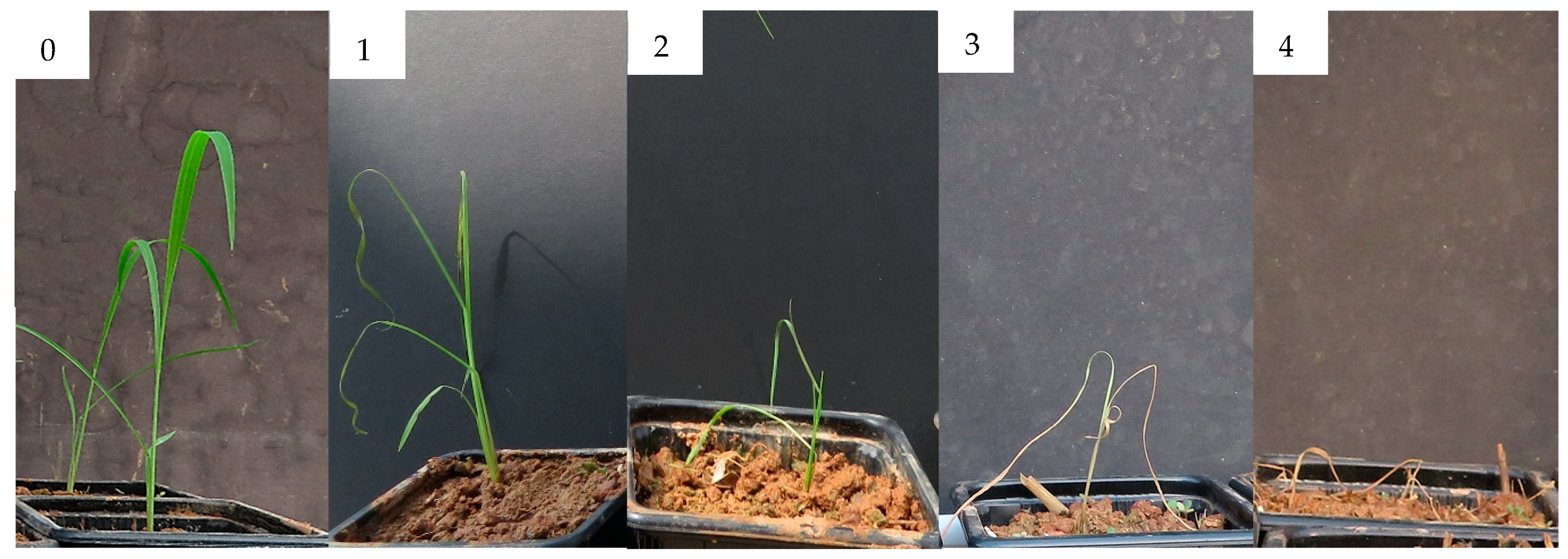 Molecules 25 02832 g014