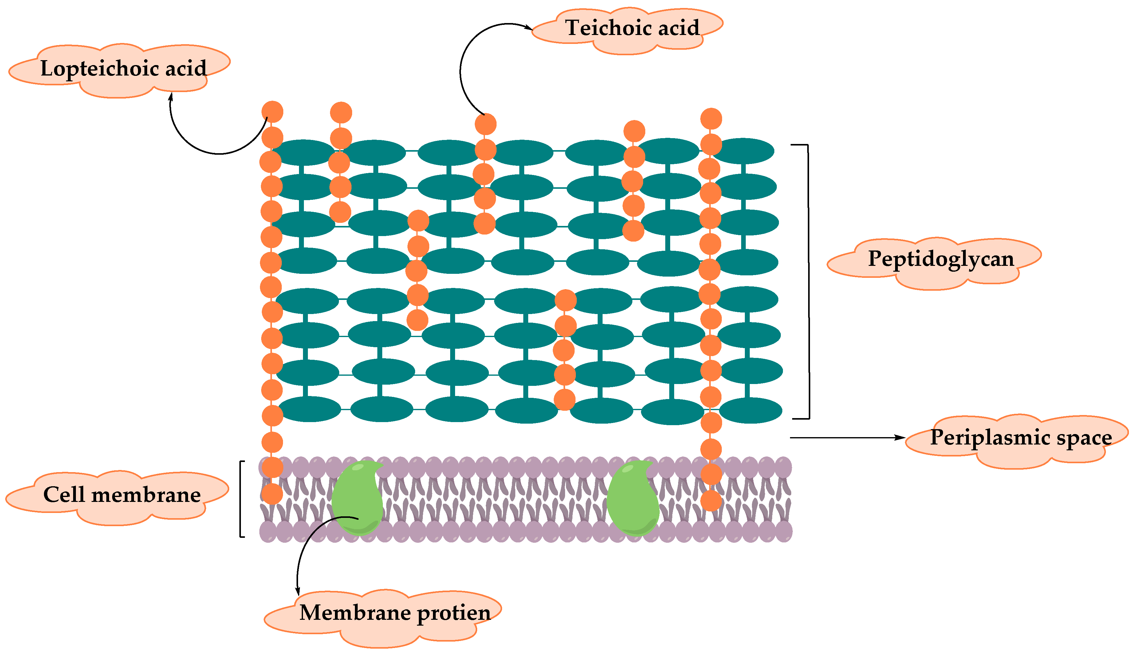 peptidoglycan structure in gram positive bacteria