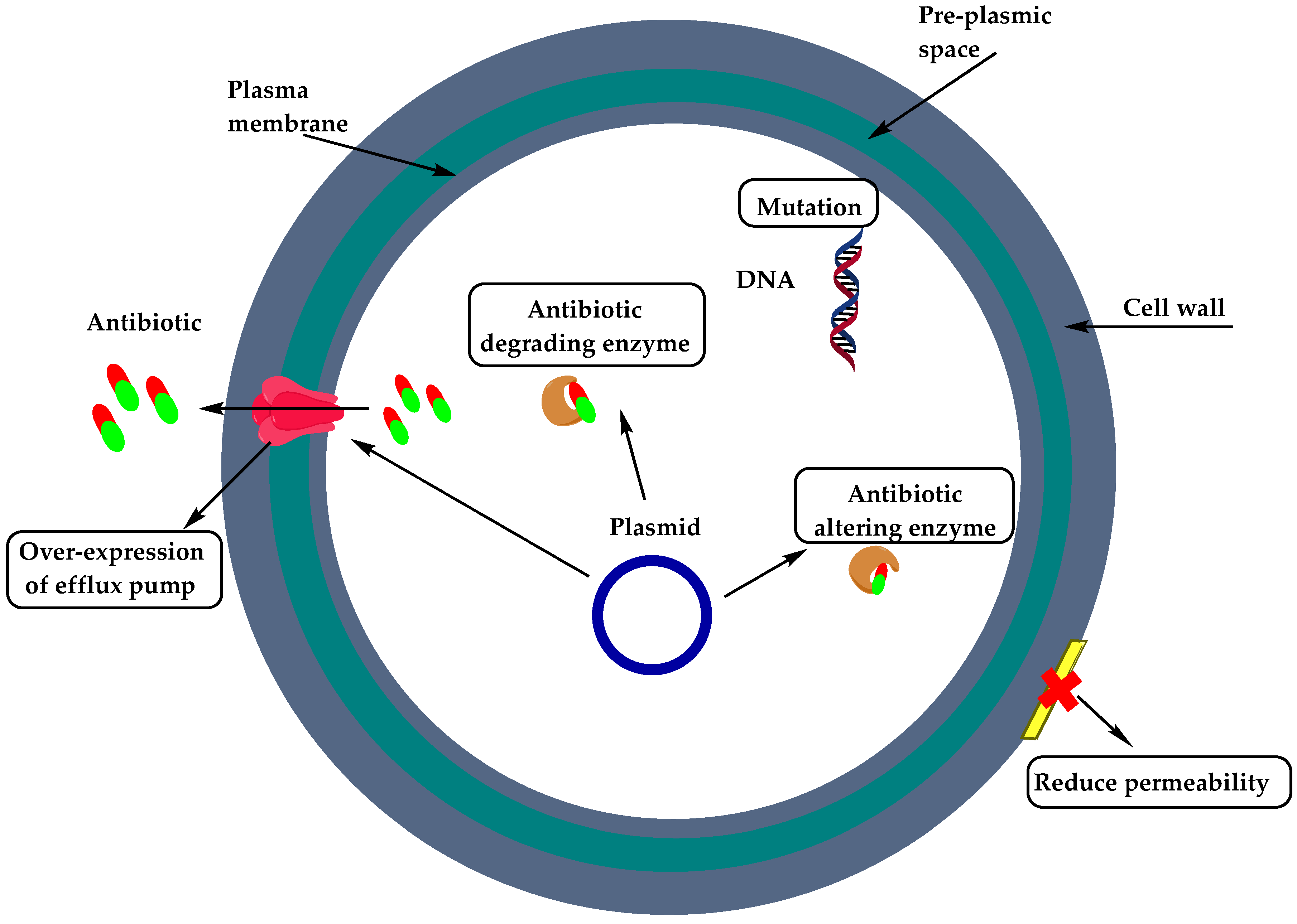 Molecules Free Full Text Resistance Of Gram Positive Bacteria To Current Antibacterial Agents And Overcoming Approaches