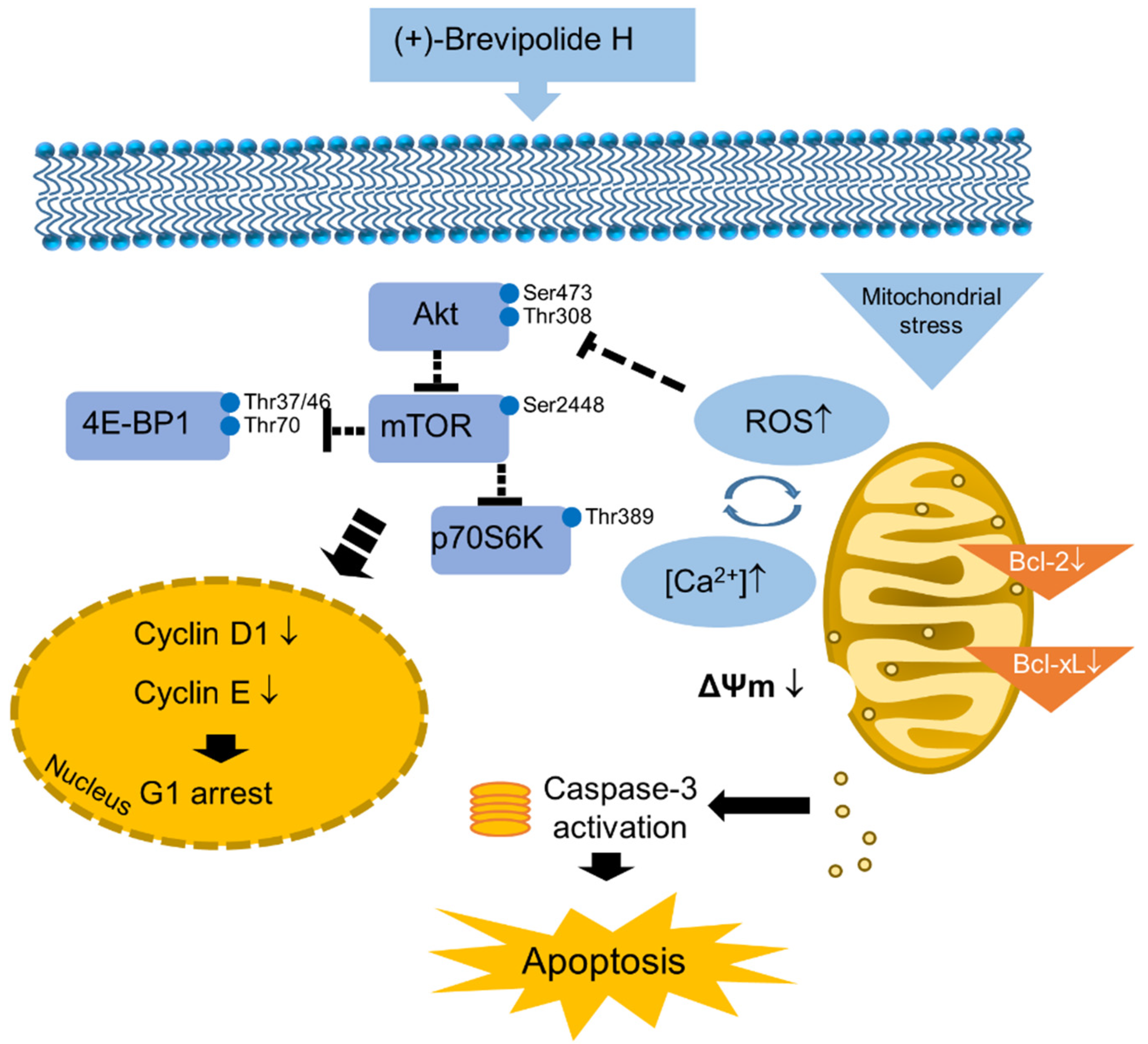口コミ・レビューで人気商品を探そう The against Activity Anticancer Displays H (+)-Brevipolide 画材
