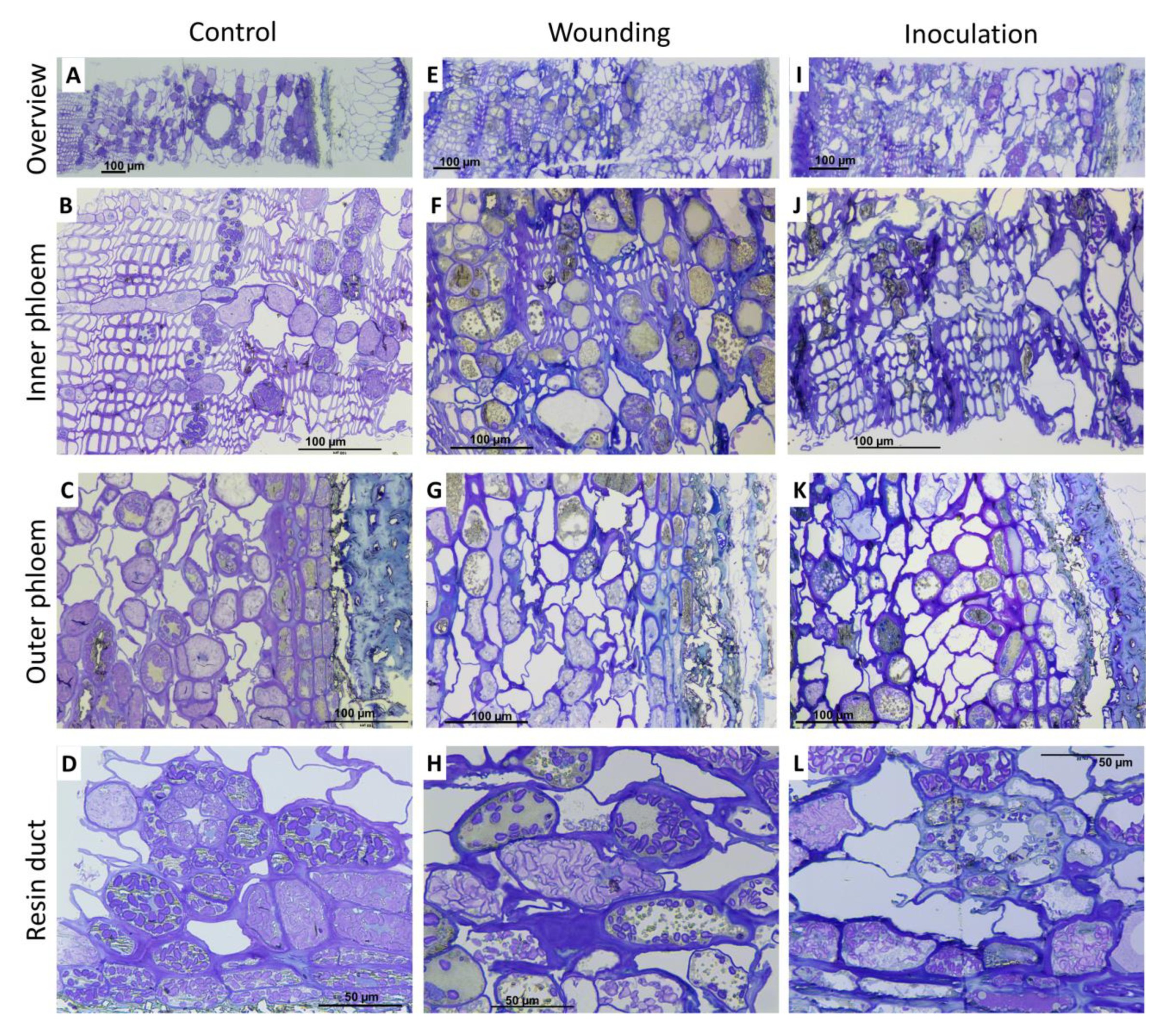 Molecules 25 02952 g006 Molecules 25 02952 g006