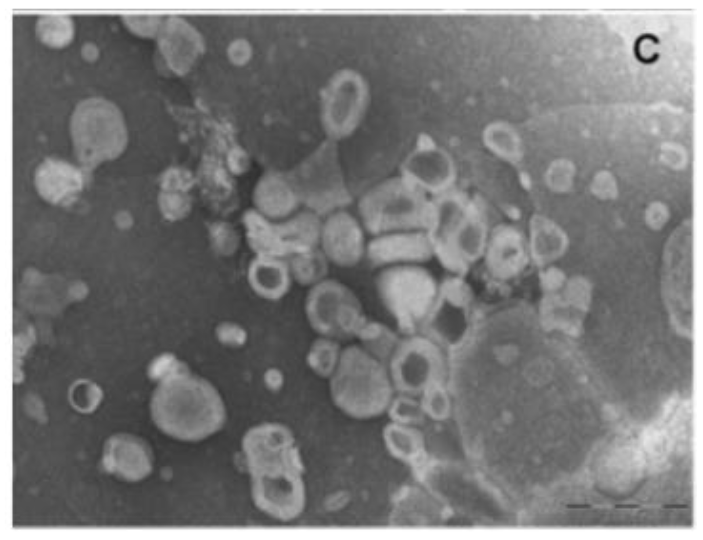 Molecules 25 02959 g003