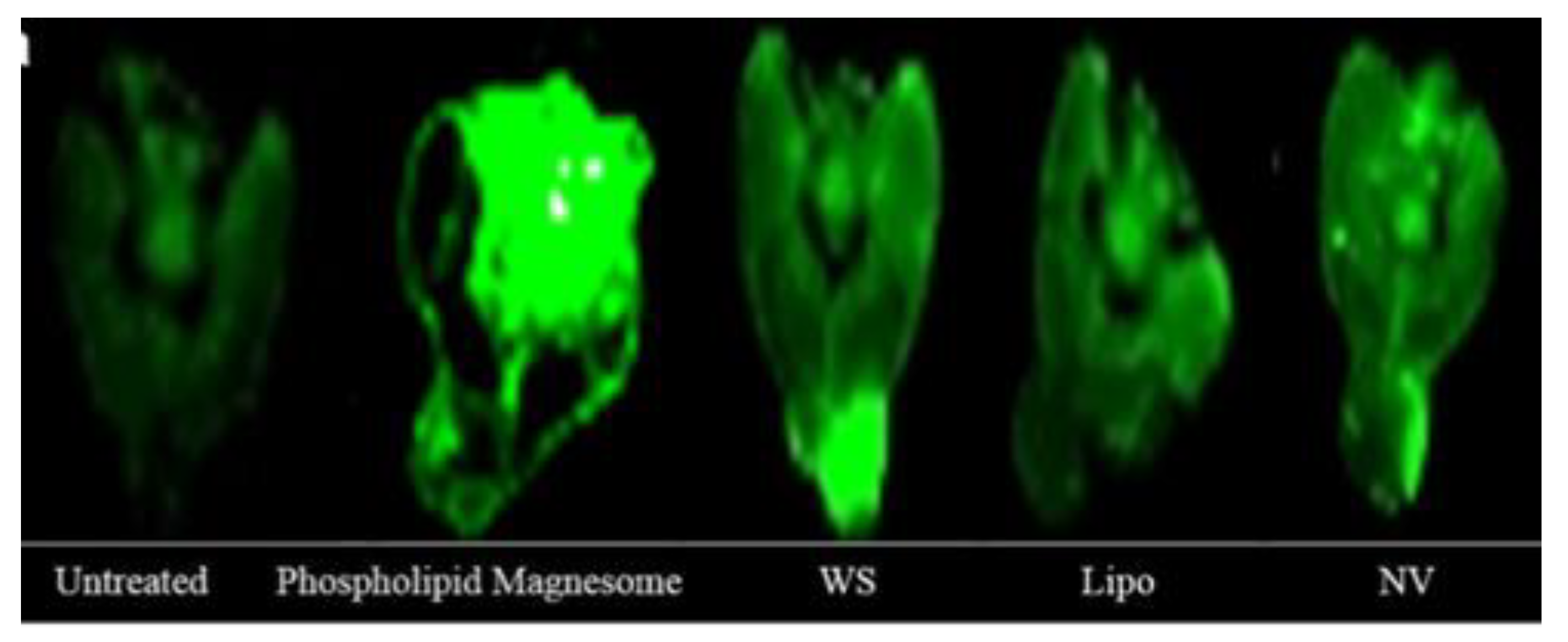 Molecules 25 02959 g008