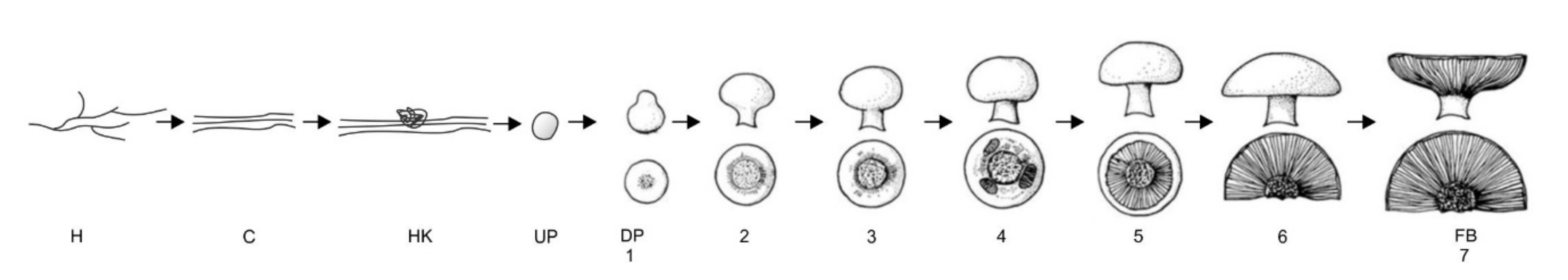 Molecules 25 02984 g001 Molecules 25 02984 g001
