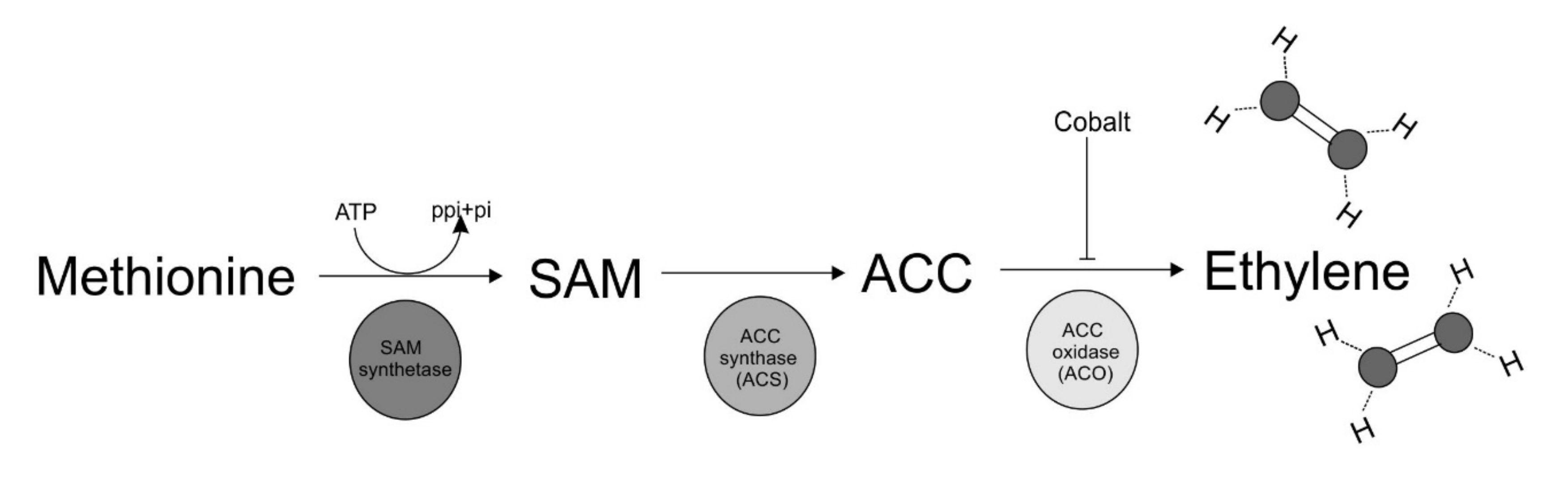 Molecules 25 02984 g002 Molecules 25 02984 g002