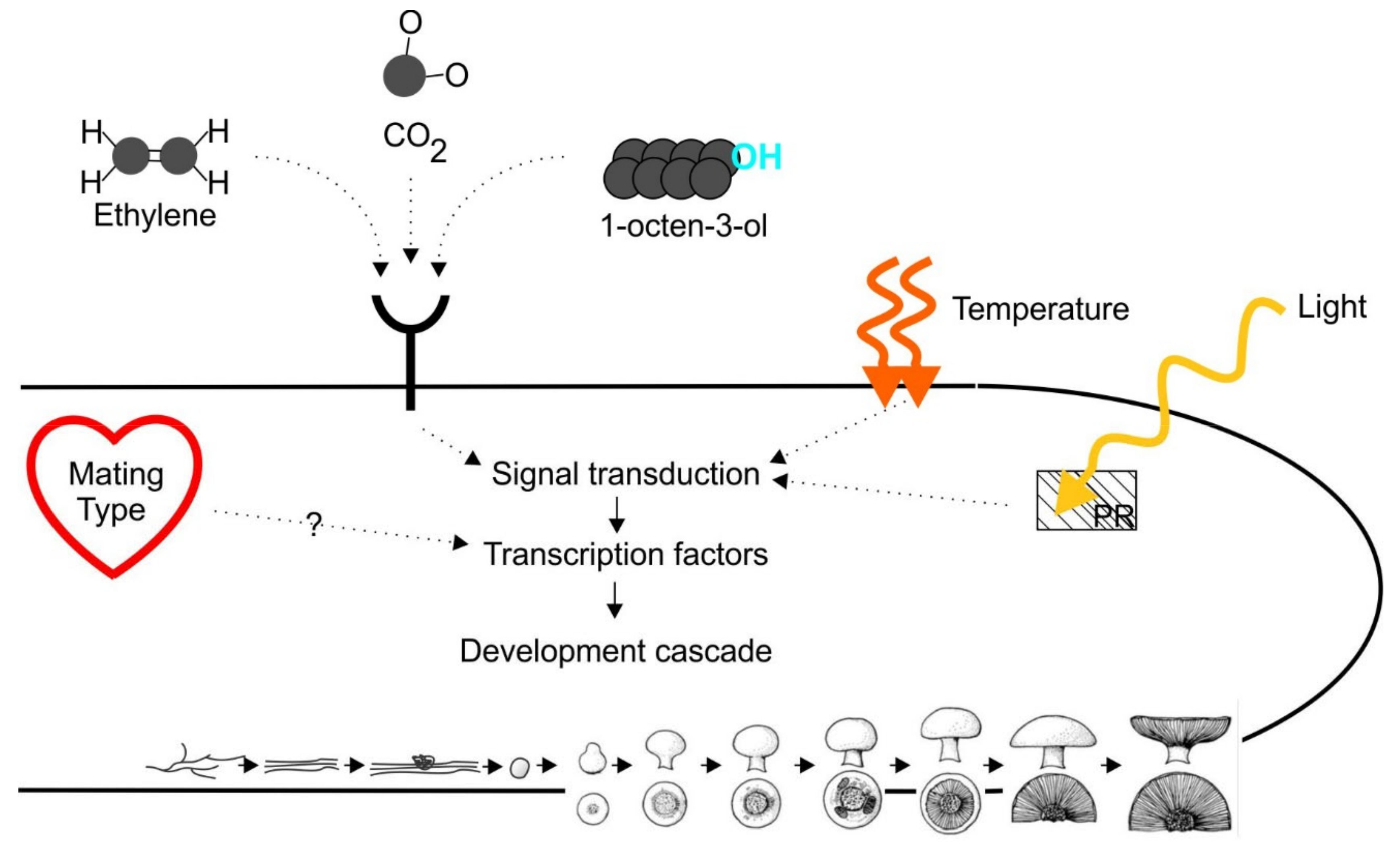 Molecules 25 02984 g004 Molecules 25 02984 g004