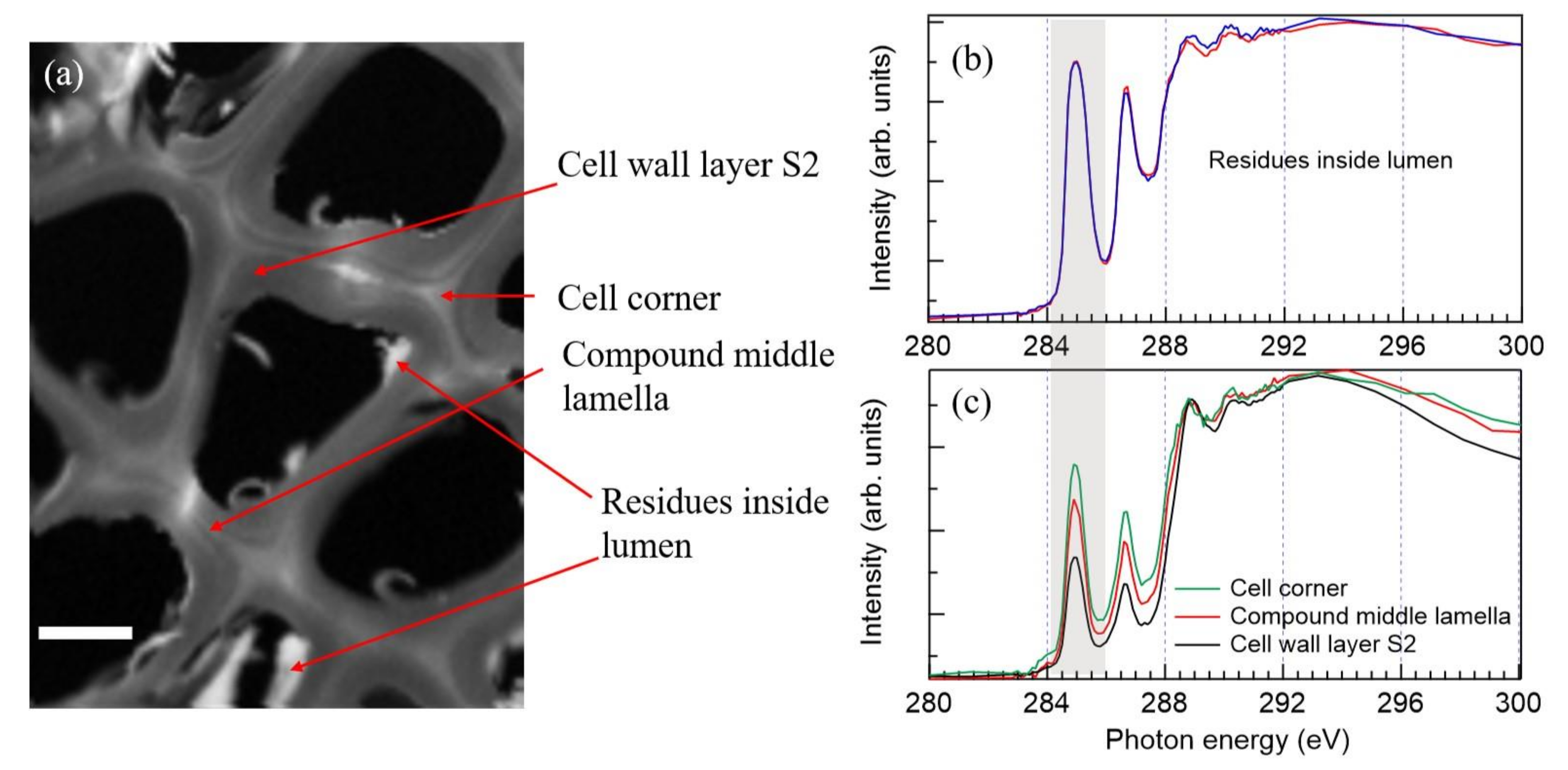 Molecules 25 02997 g002 Molecules 25 02997 g002