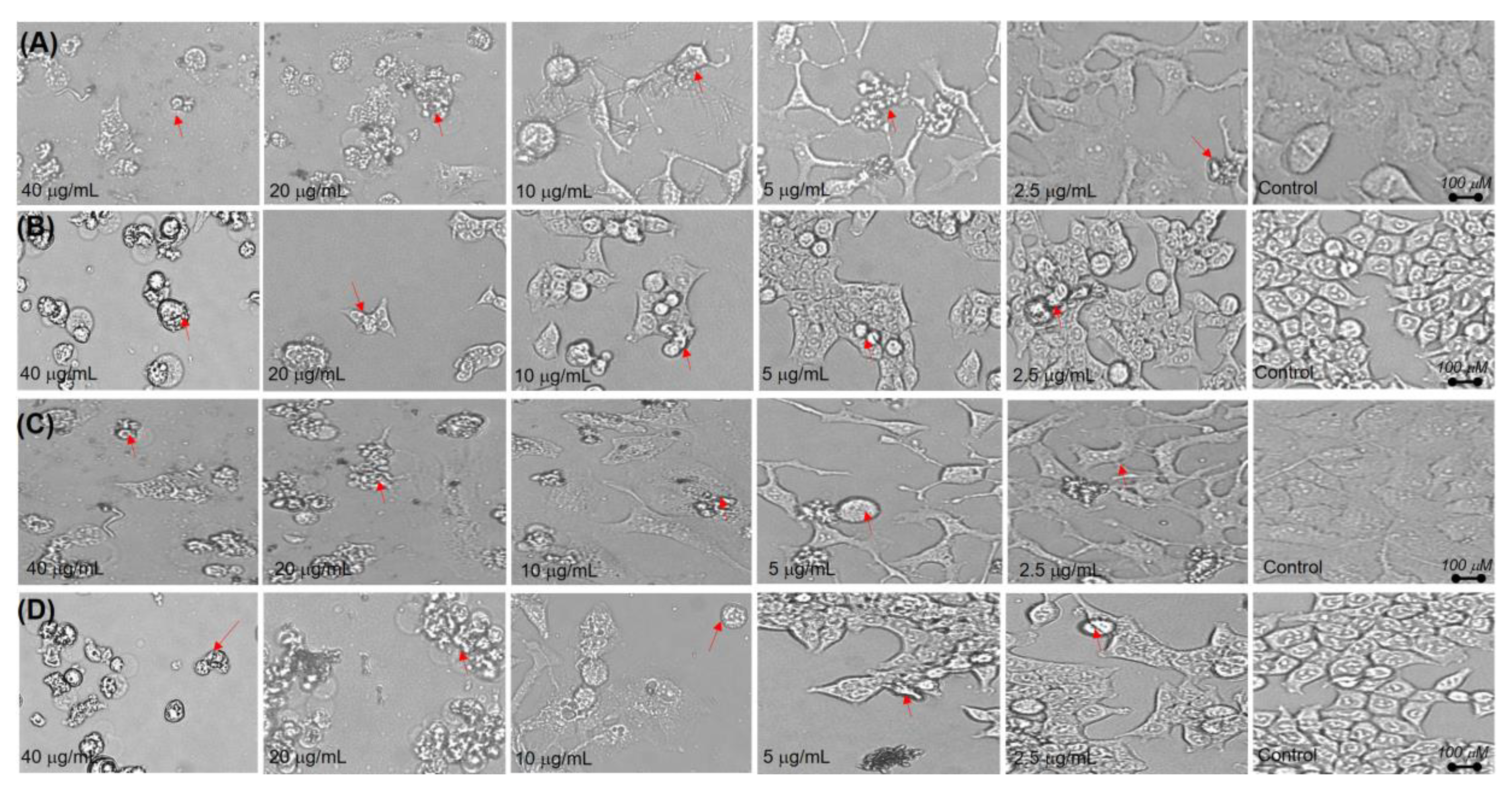 Molecules 25 03021 g005 Molecules 25 03021 g005