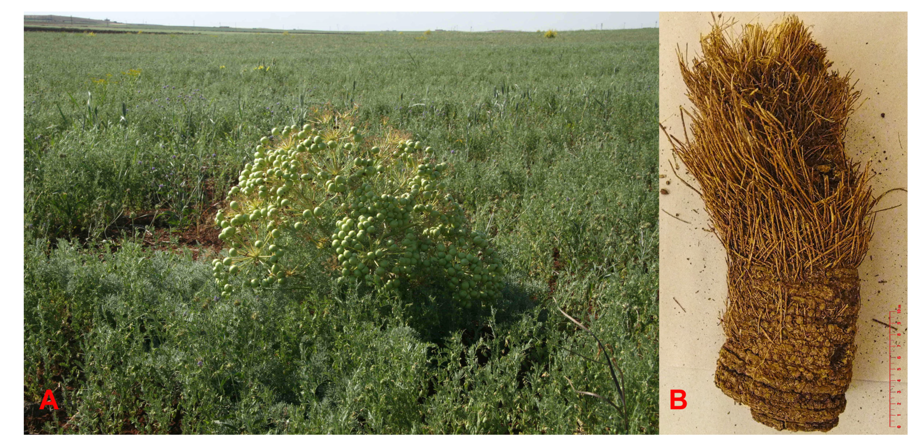 Molecules 25 03040 g006 Molecules 25 03040 g006