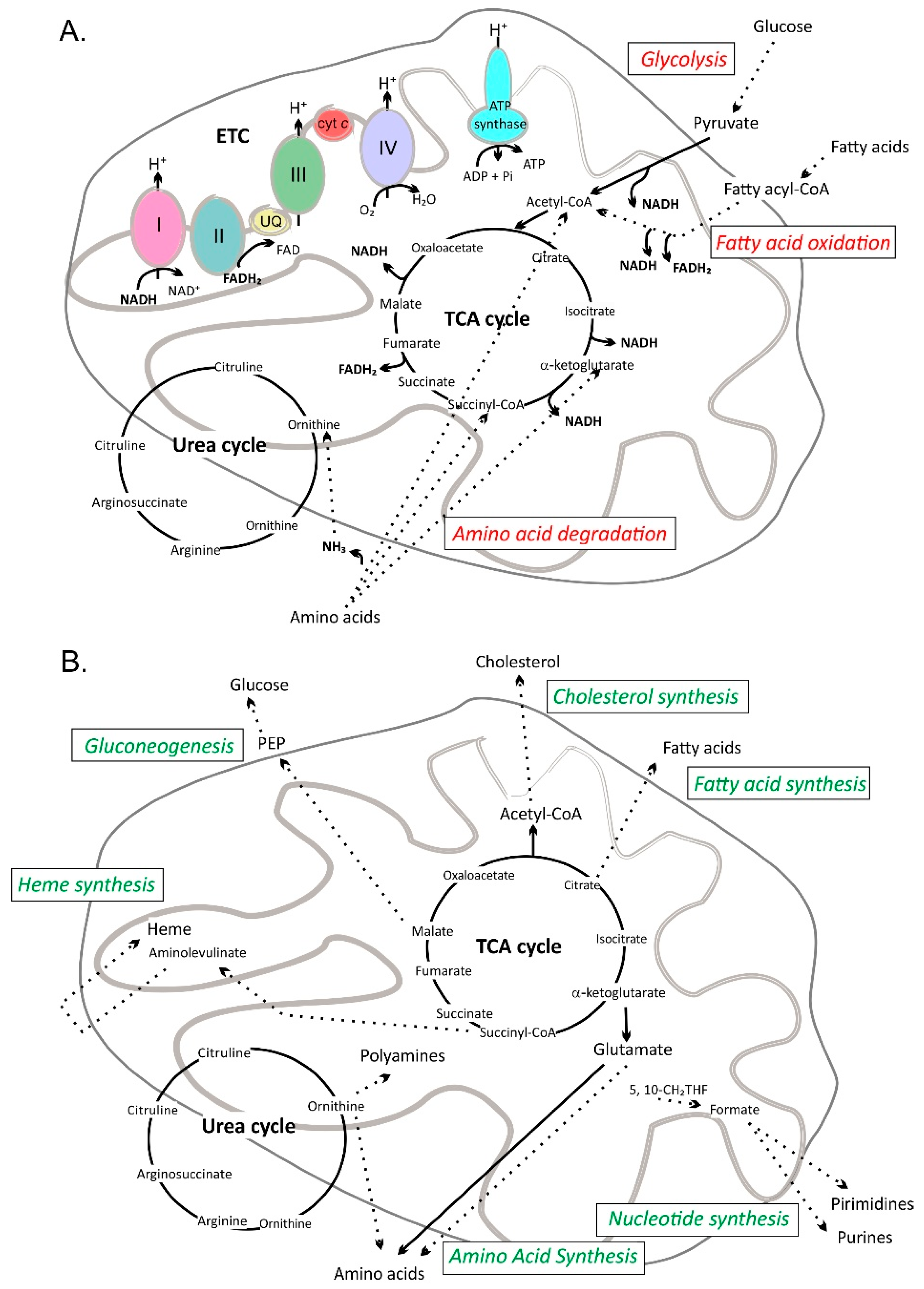 Molecules 25 03060 g002 Molecules 25 03060 g002