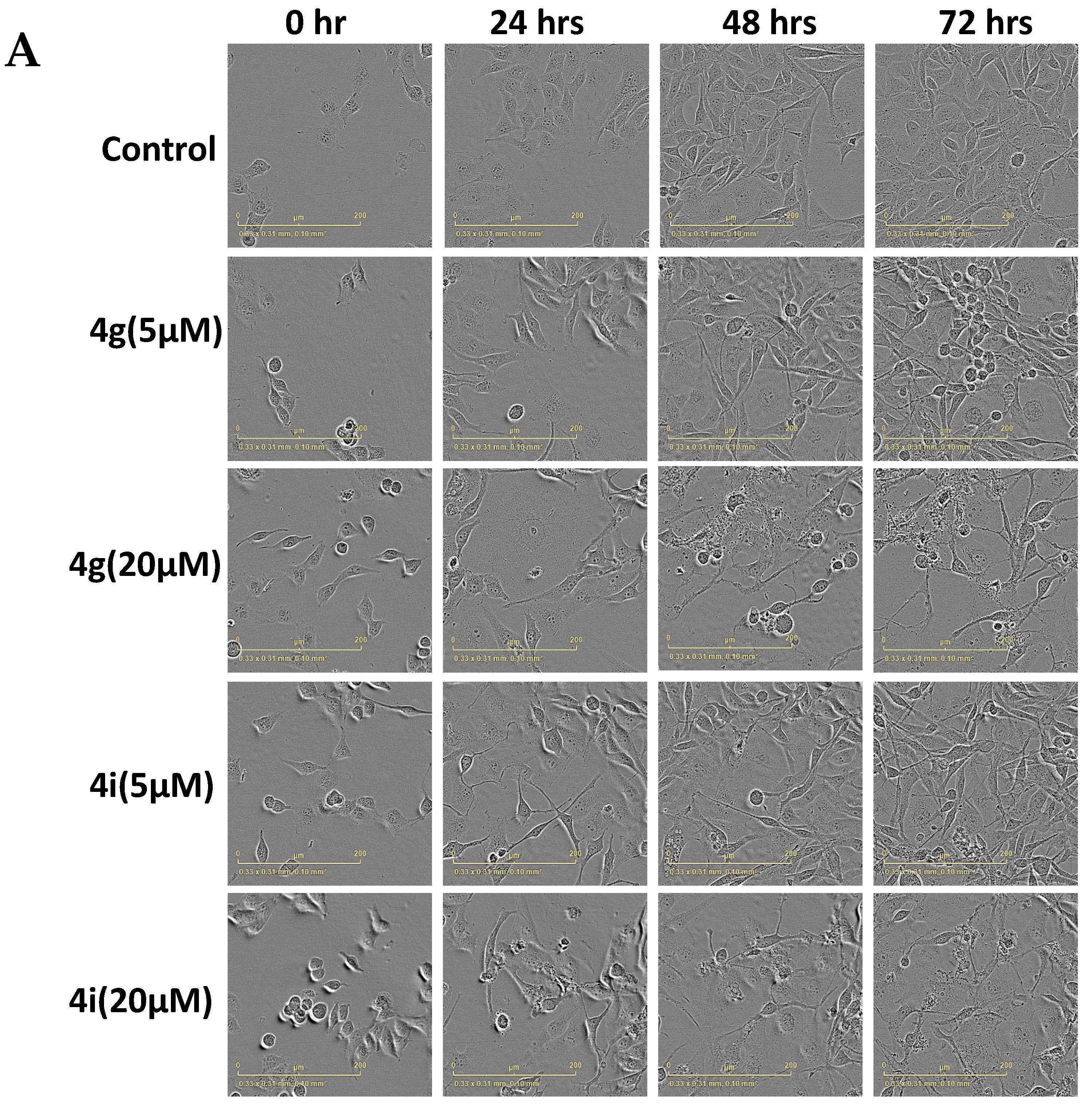 Molecules 25 03063 g003a