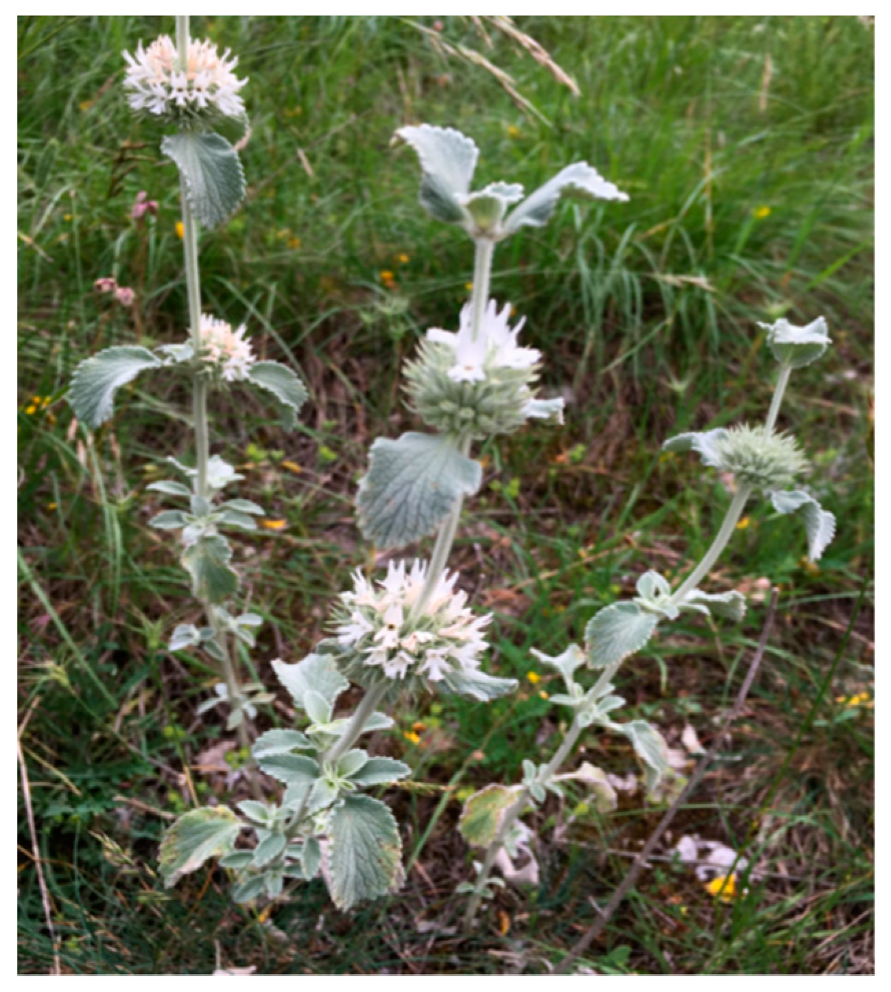 Molecules 25 03140 g001