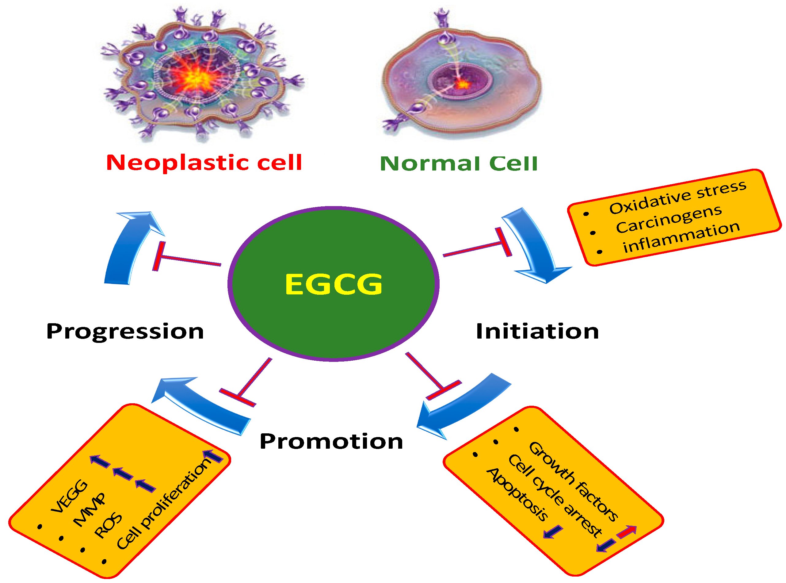 EGCG and drug interactions