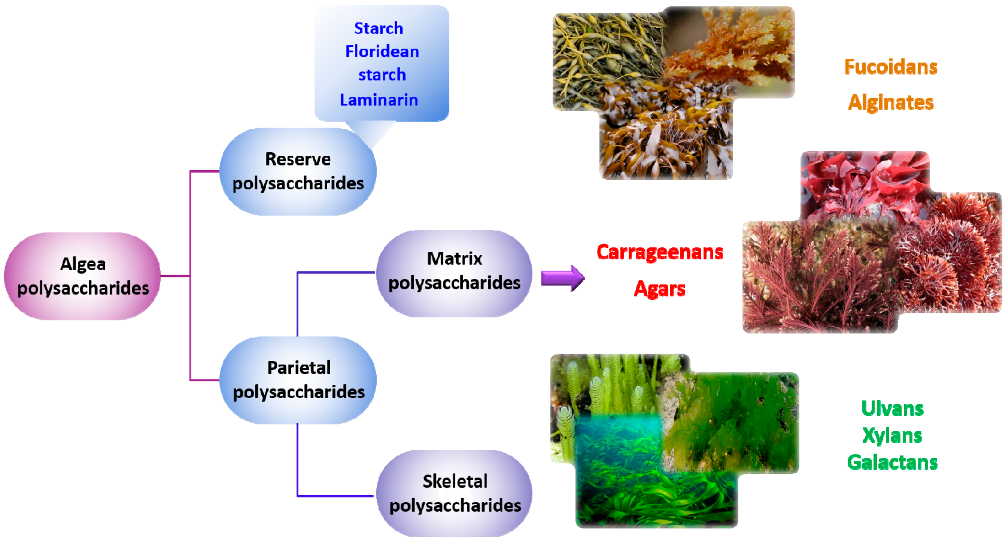 Molecules 25 03152 g002 Molecules 25 03152 g002